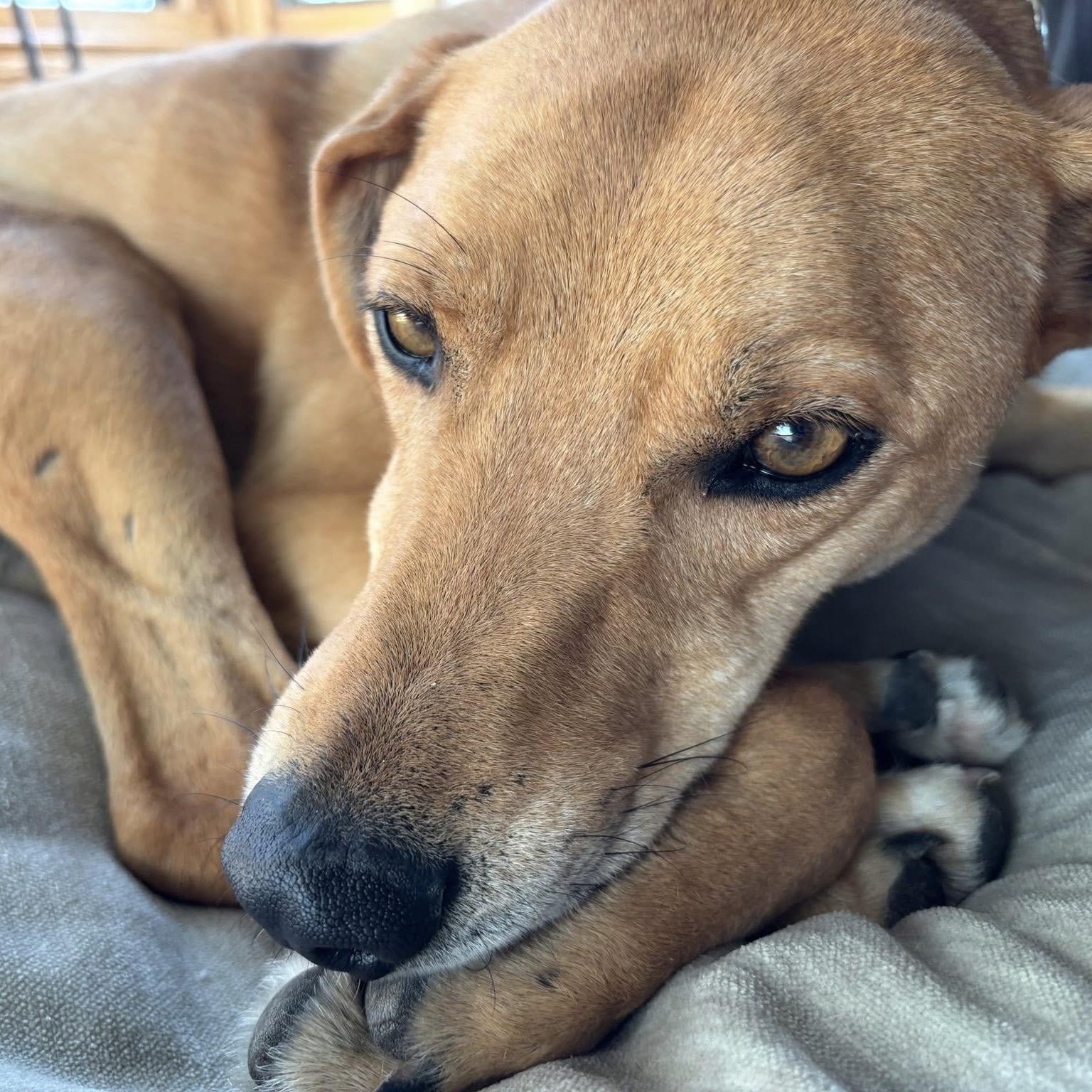 Enlarge Tiana, a ADOPTABLE mixed breed in Mississauga, ON image 6/6