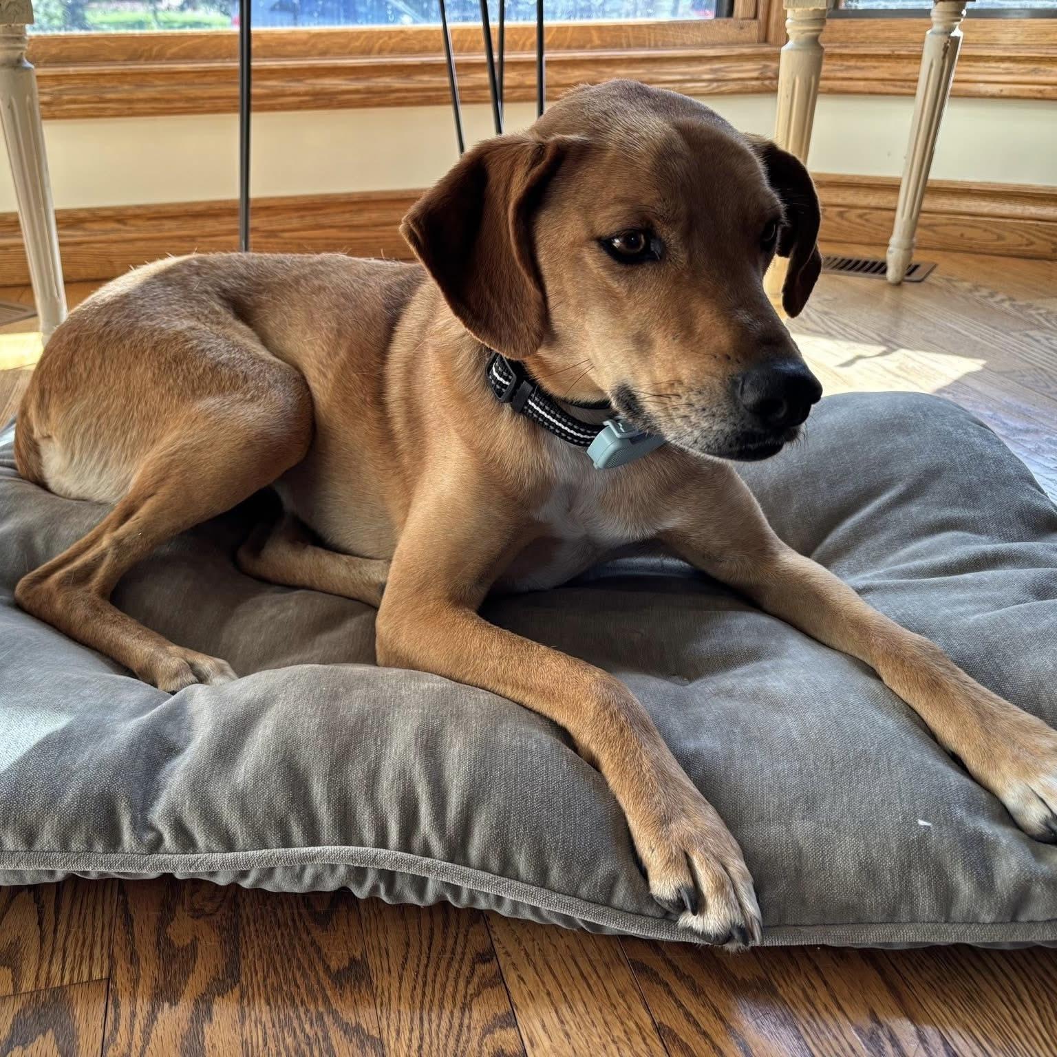 Enlarge Tiana, a ADOPTABLE mixed breed in Mississauga, ON image 2/6
