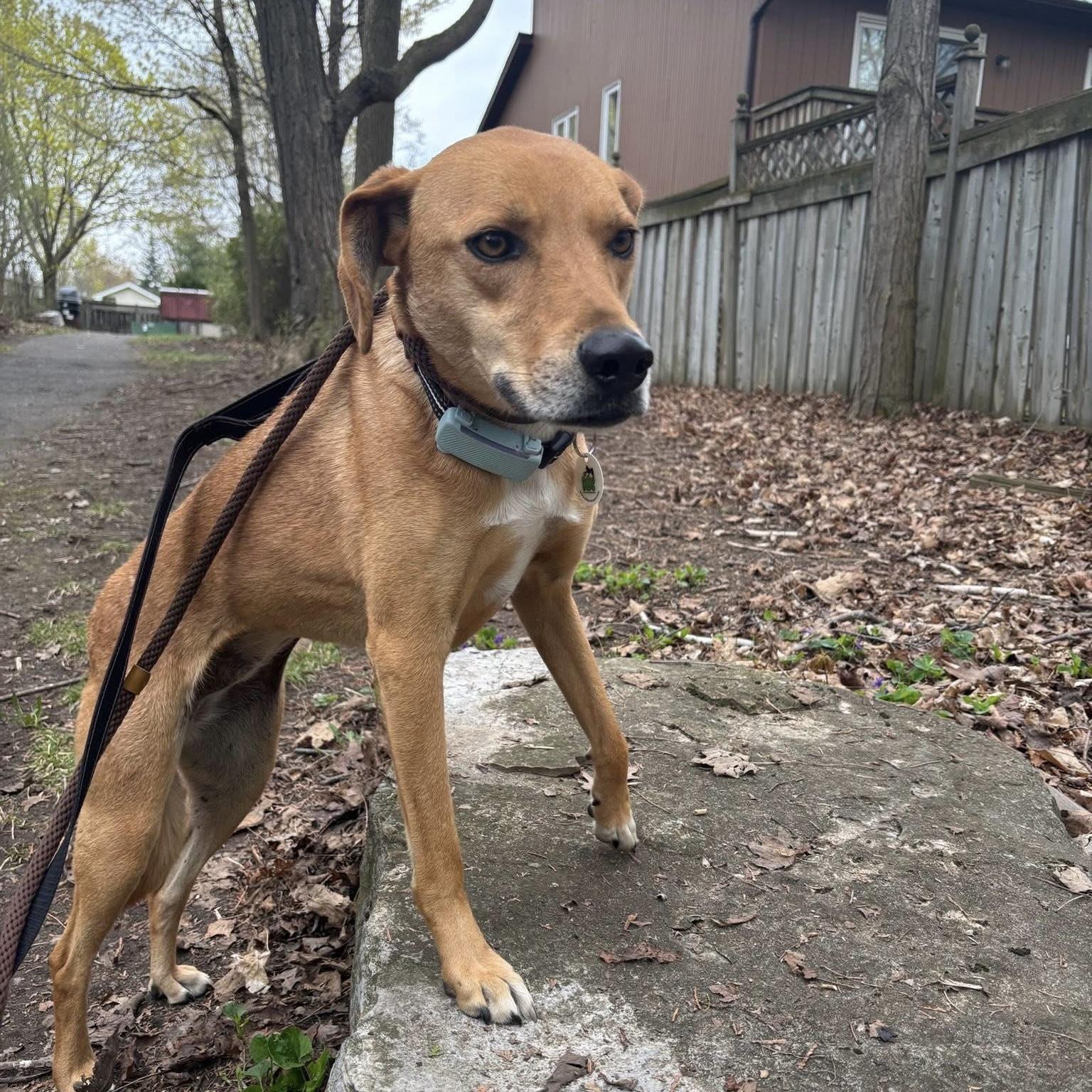 Tiana, ADOPTABLE, Young Female Mixed Breed & Labrador Retriever.