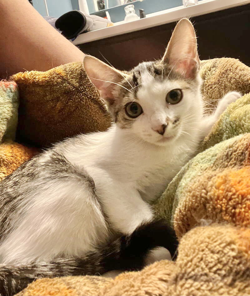 Leia