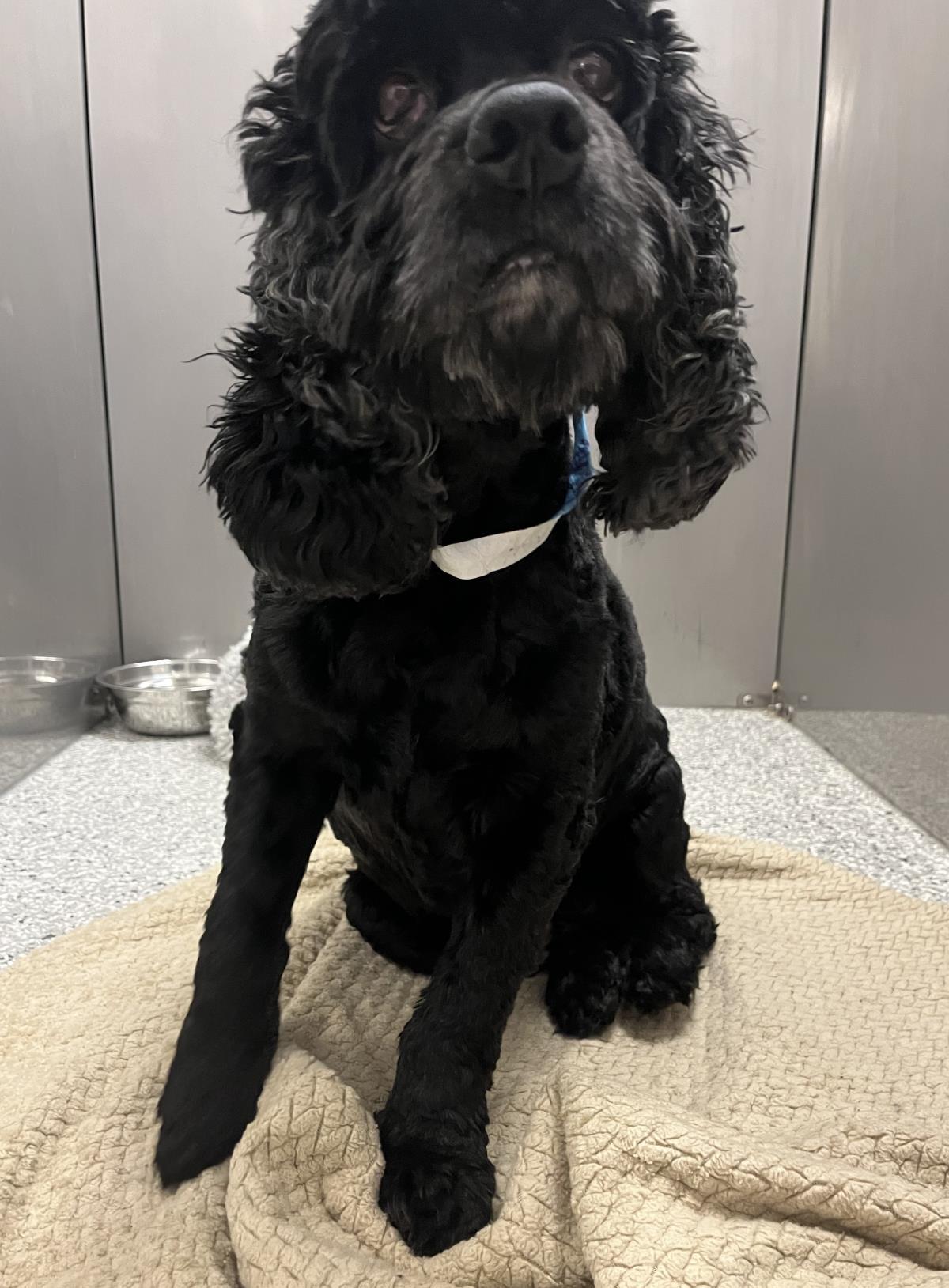 Hedy, Adoptable, Senior Female Cocker Spaniel.