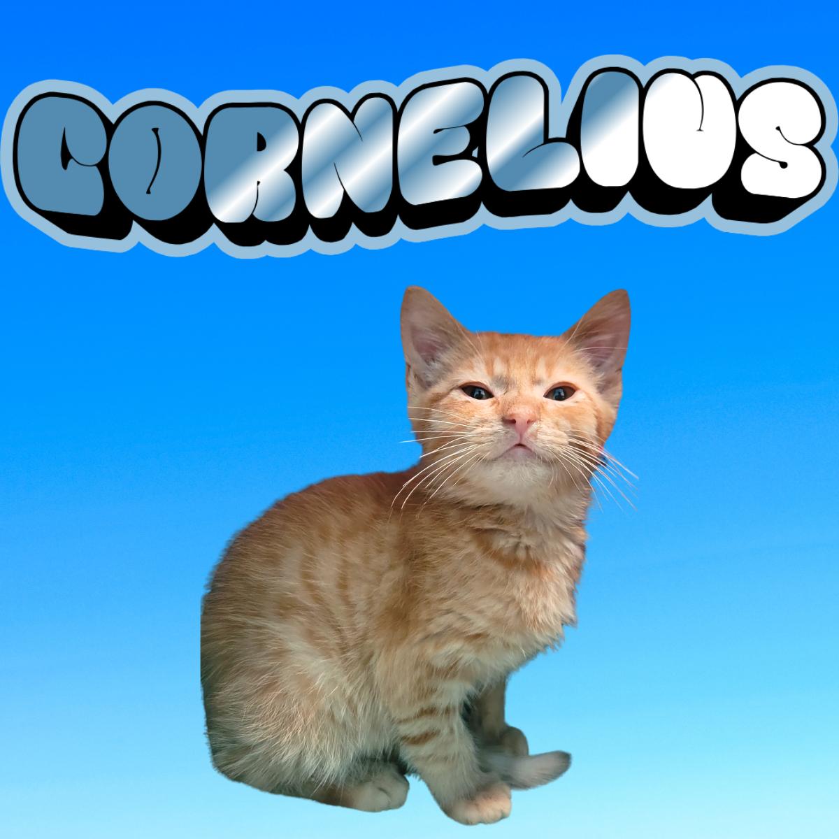 Enlarge Cornelius, a ADOPTABLE Domestic Short Hair in South Padre Island, TX image 1/1