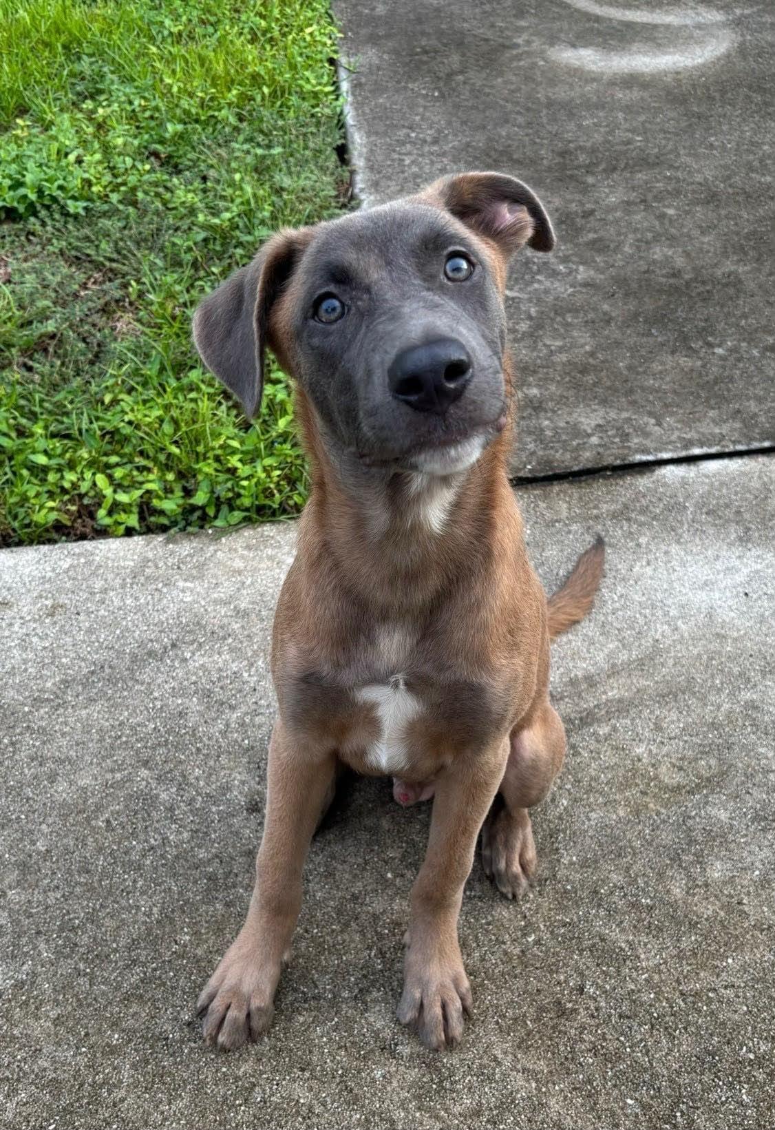 Enlarge Hunter, a Adoptable mixed breed in West Haven, CT image 1/4