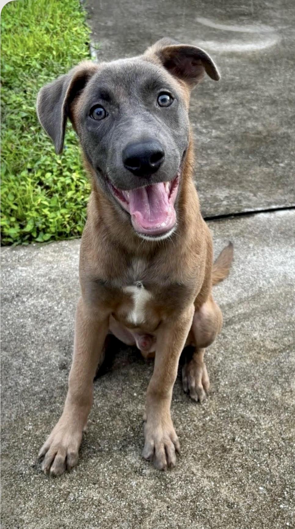Enlarge Hunter, a Adoptable mixed breed in West Haven, CT image 2/4