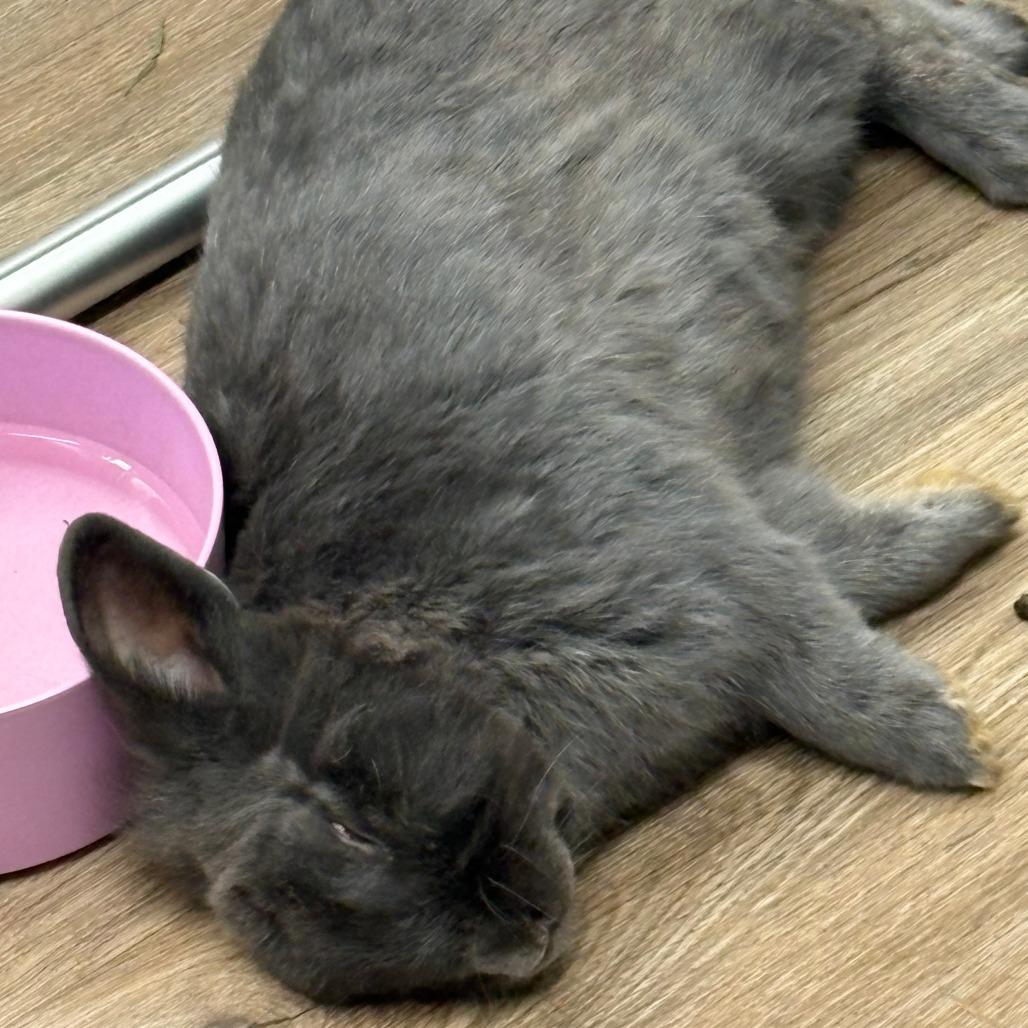 Dorian, Adoptable, Adult Male Lionhead.