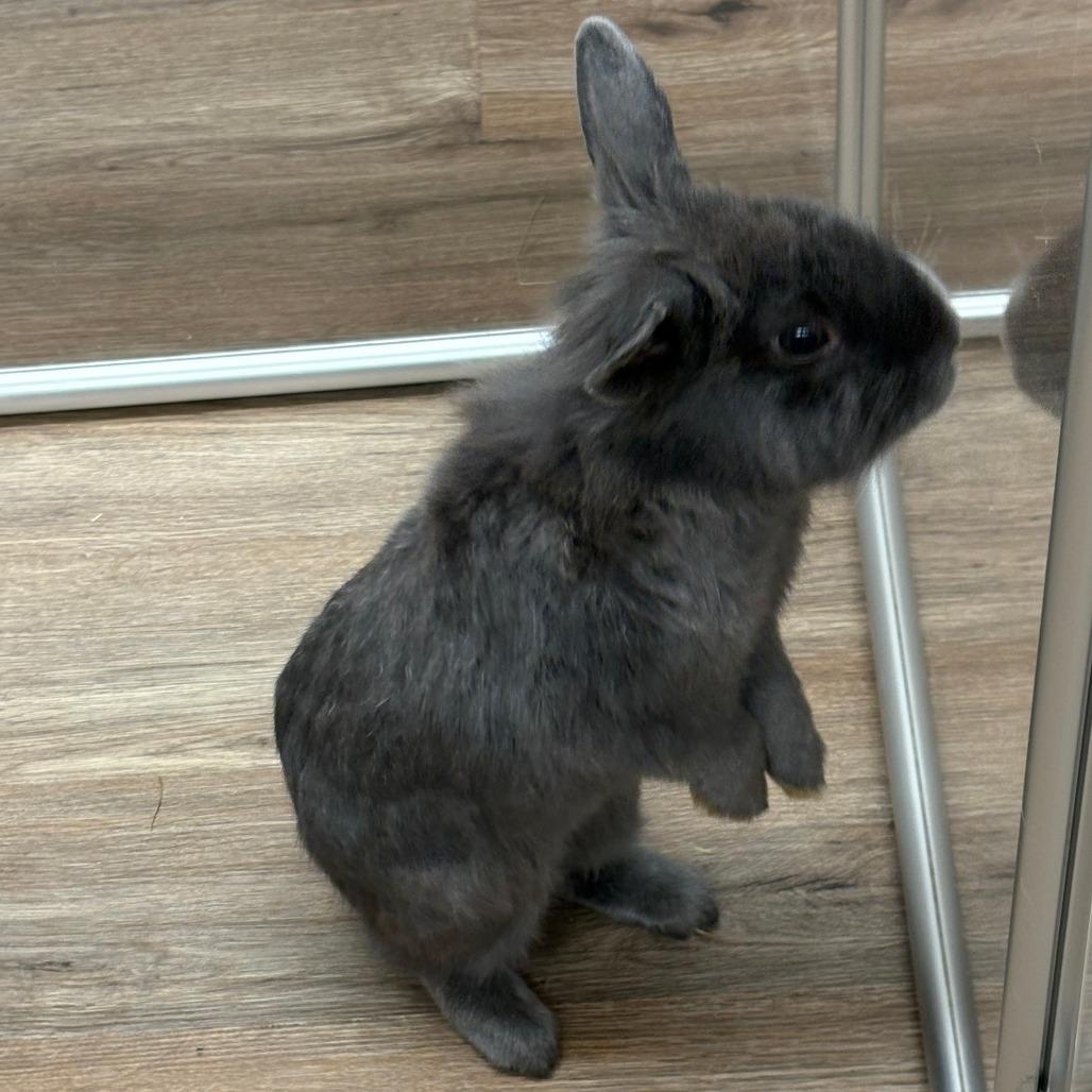 Enlarge Dorian, a Adoptable Lionhead in Napa, CA image 2/3