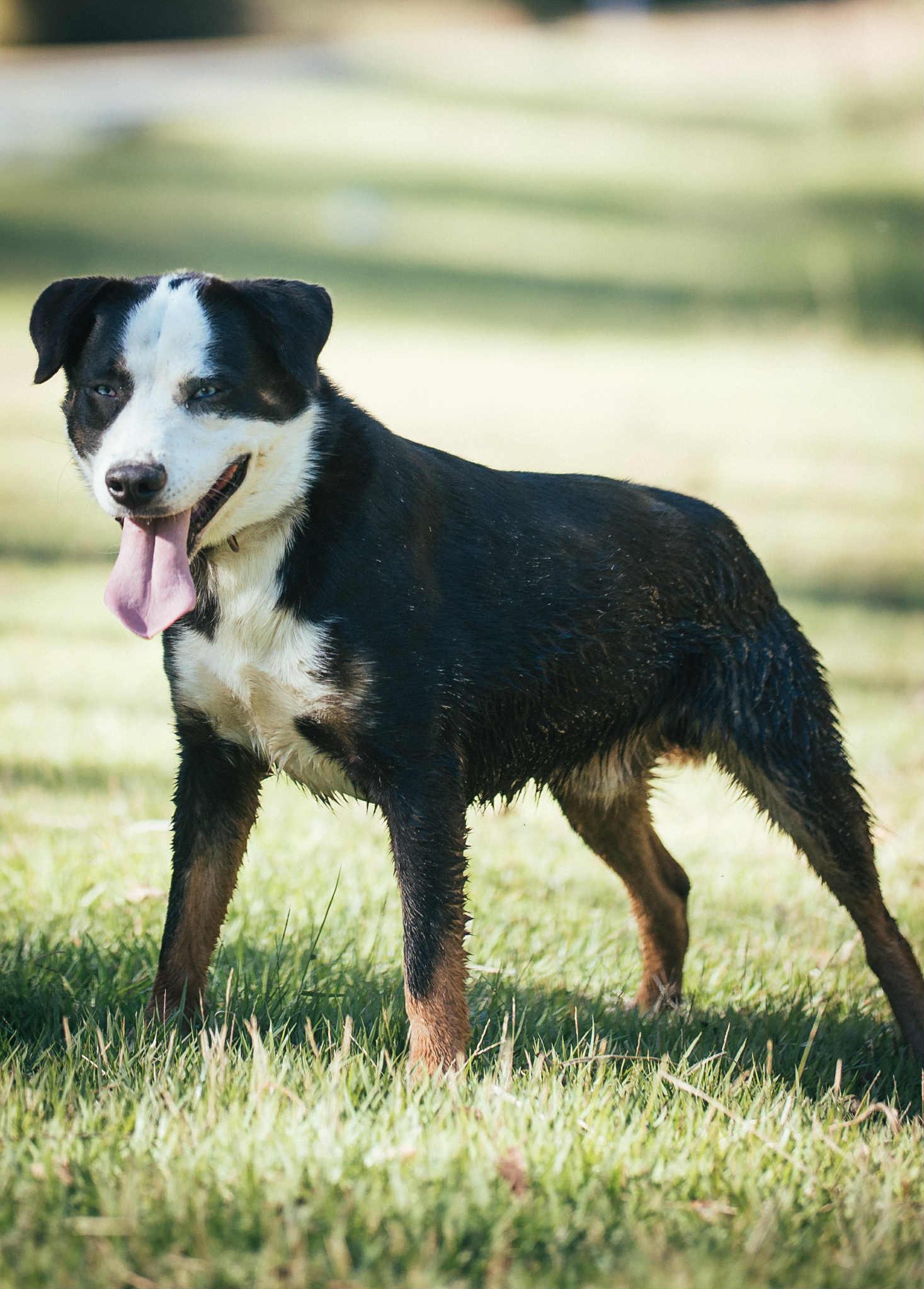 Zane, an adoptable Husky in Carthage, MS, 39051 | Photo Image 3