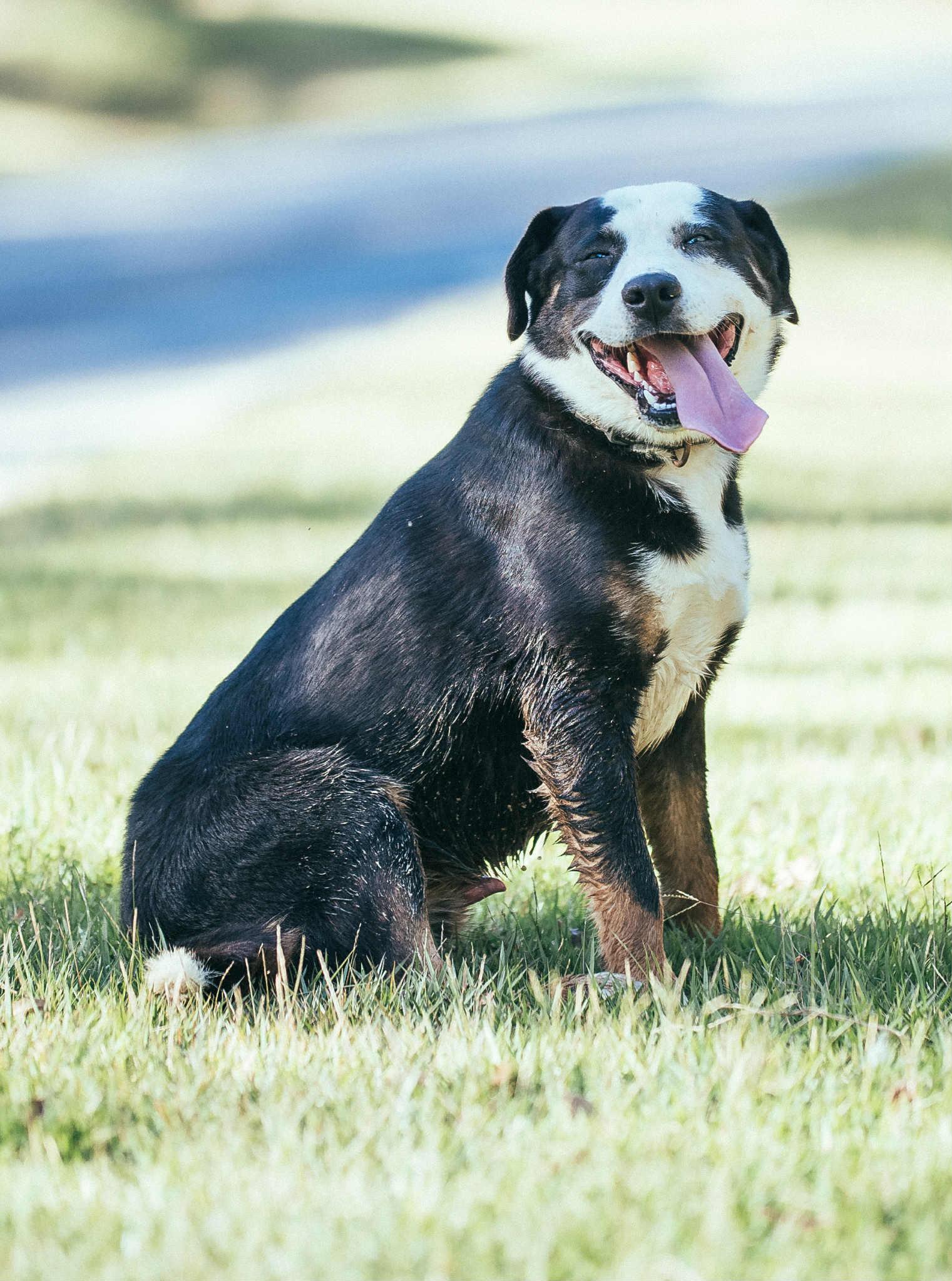 Zane, an adoptable Husky in Carthage, MS, 39051 | Photo Image 4