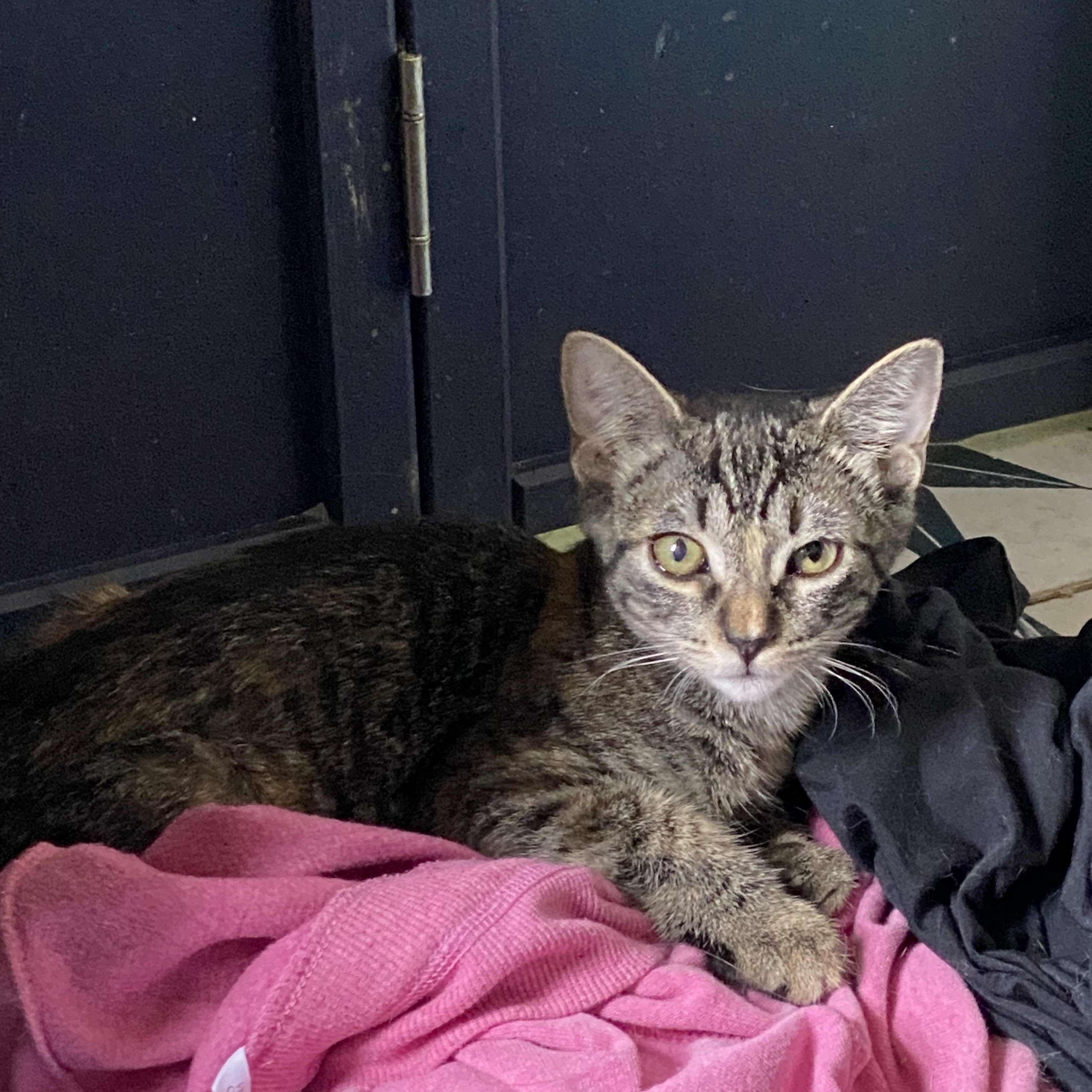 Enlarge Swallow, a Adoptable Domestic Short Hair in Buffalo, NY image 1/1