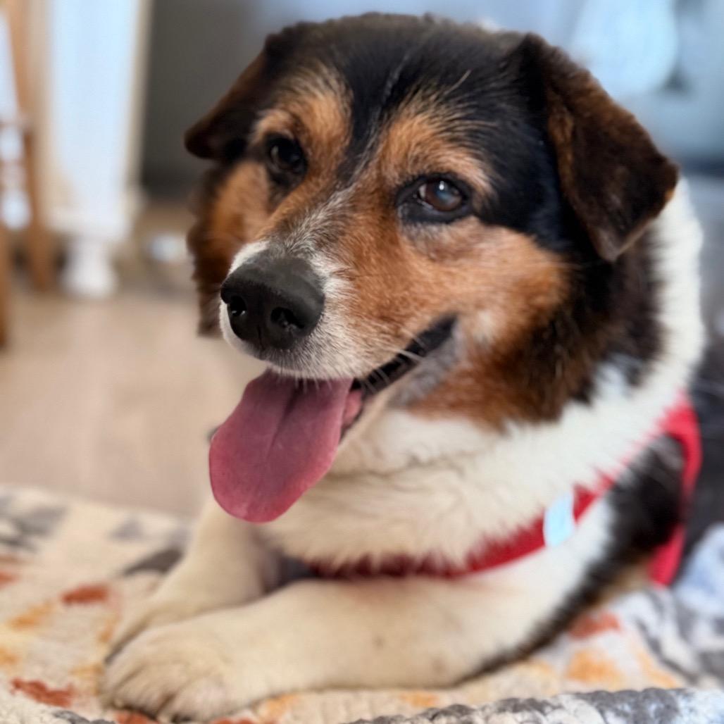 Moonwalk 13986, Adoptable, Senior Male Corgi.
