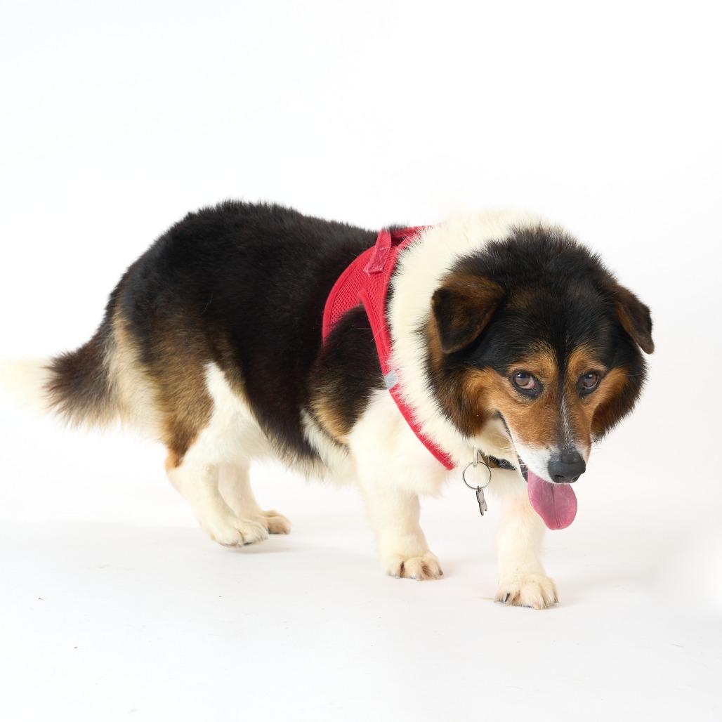Enlarge Moonwalk 13986, a Adoptable Corgi in San Francisco, CA image 2/6