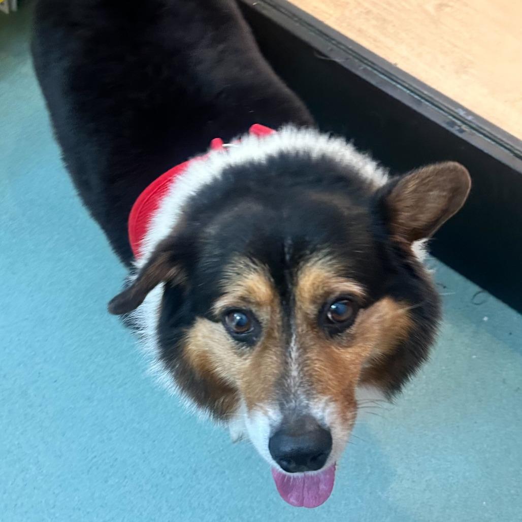 Enlarge Moonwalk 13986, a Adoptable Corgi in San Francisco, CA image 3/6
