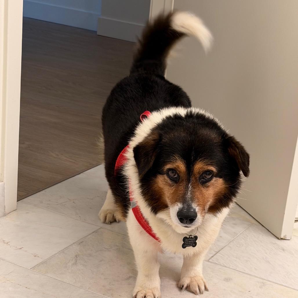 Enlarge Moonwalk 13986, a Adoptable Corgi in San Francisco, CA image 4/6