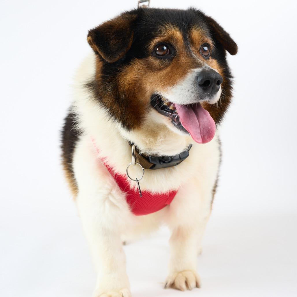 Enlarge Moonwalk 13986, a Adoptable Corgi in San Francisco, CA image 5/6