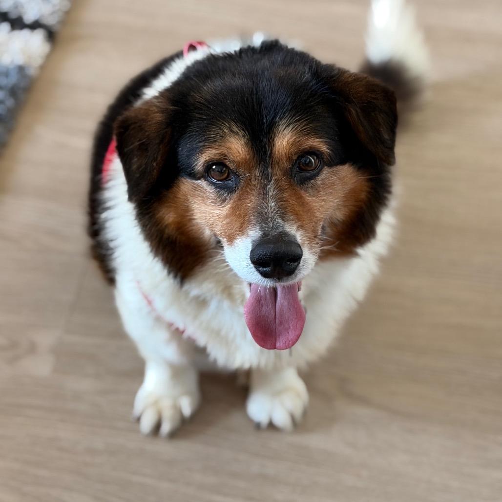 Enlarge Moonwalk 13986, a Adoptable Corgi in San Francisco, CA image 6/6