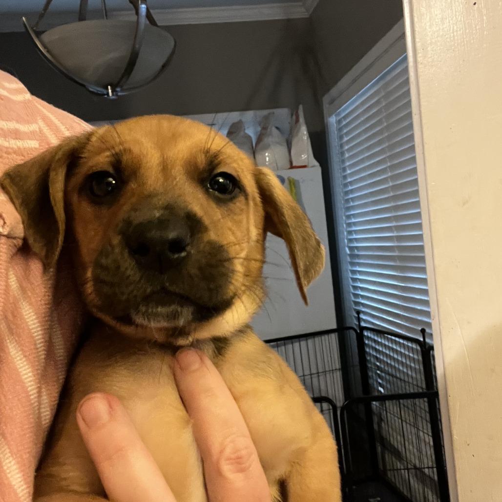 Purple Collar, Adoptable, Puppy Male Mountain Cur & Cattle Dog.