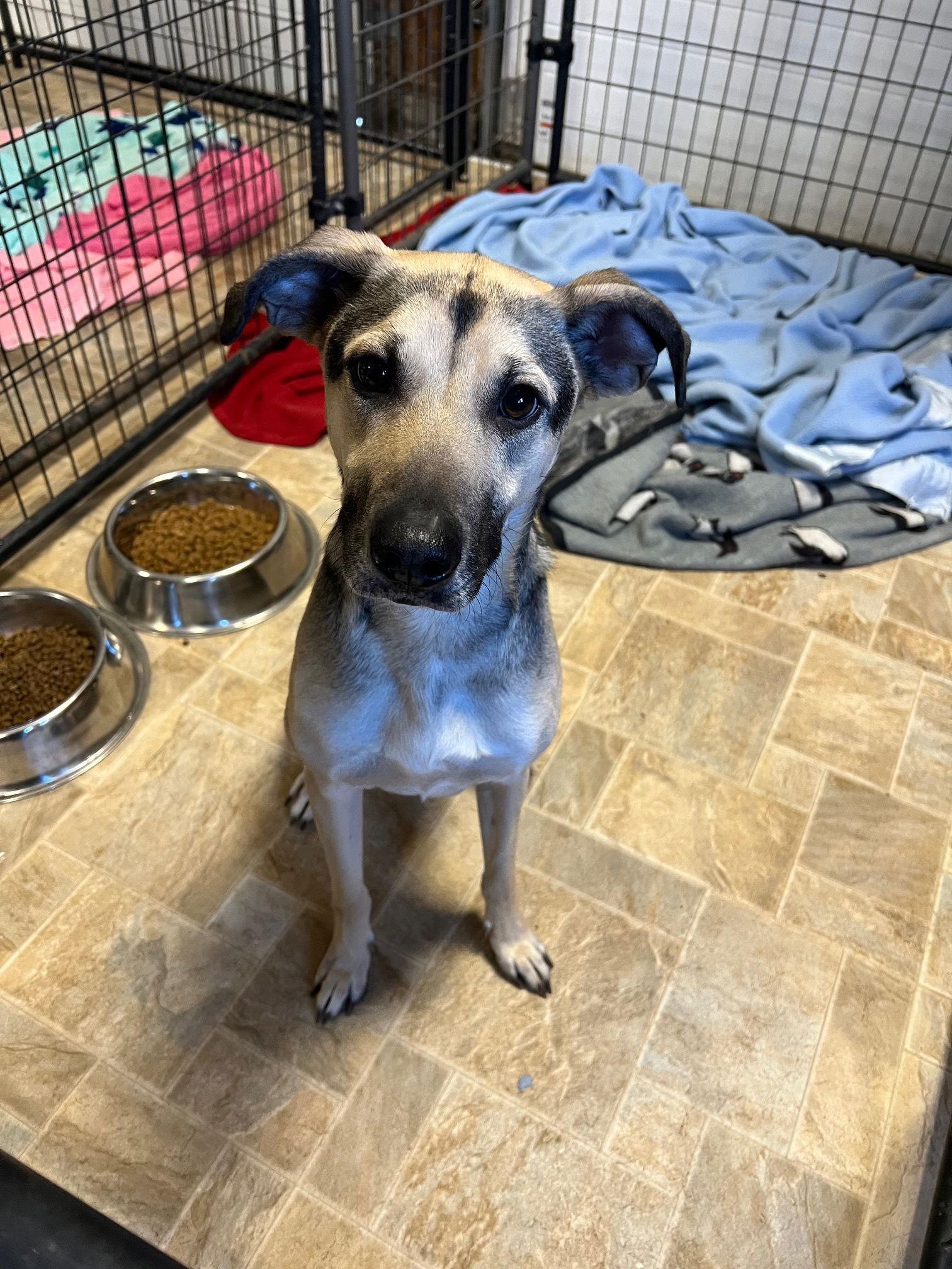 Sophie, Adoptable, Young Female Shepherd & Border Collie.
