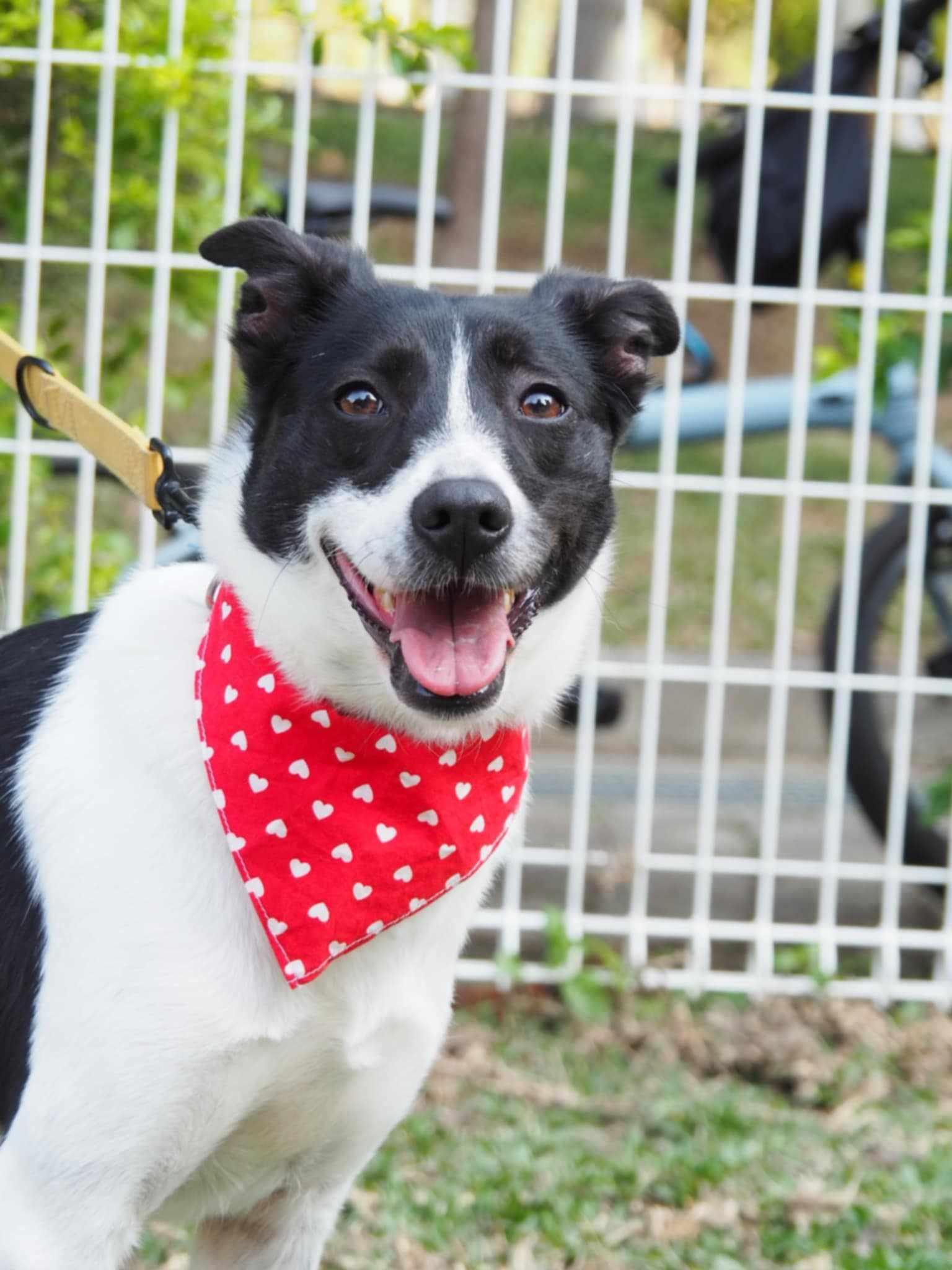 Becca, a Adoptable mixed breed in San Mateo, CA image 3/6