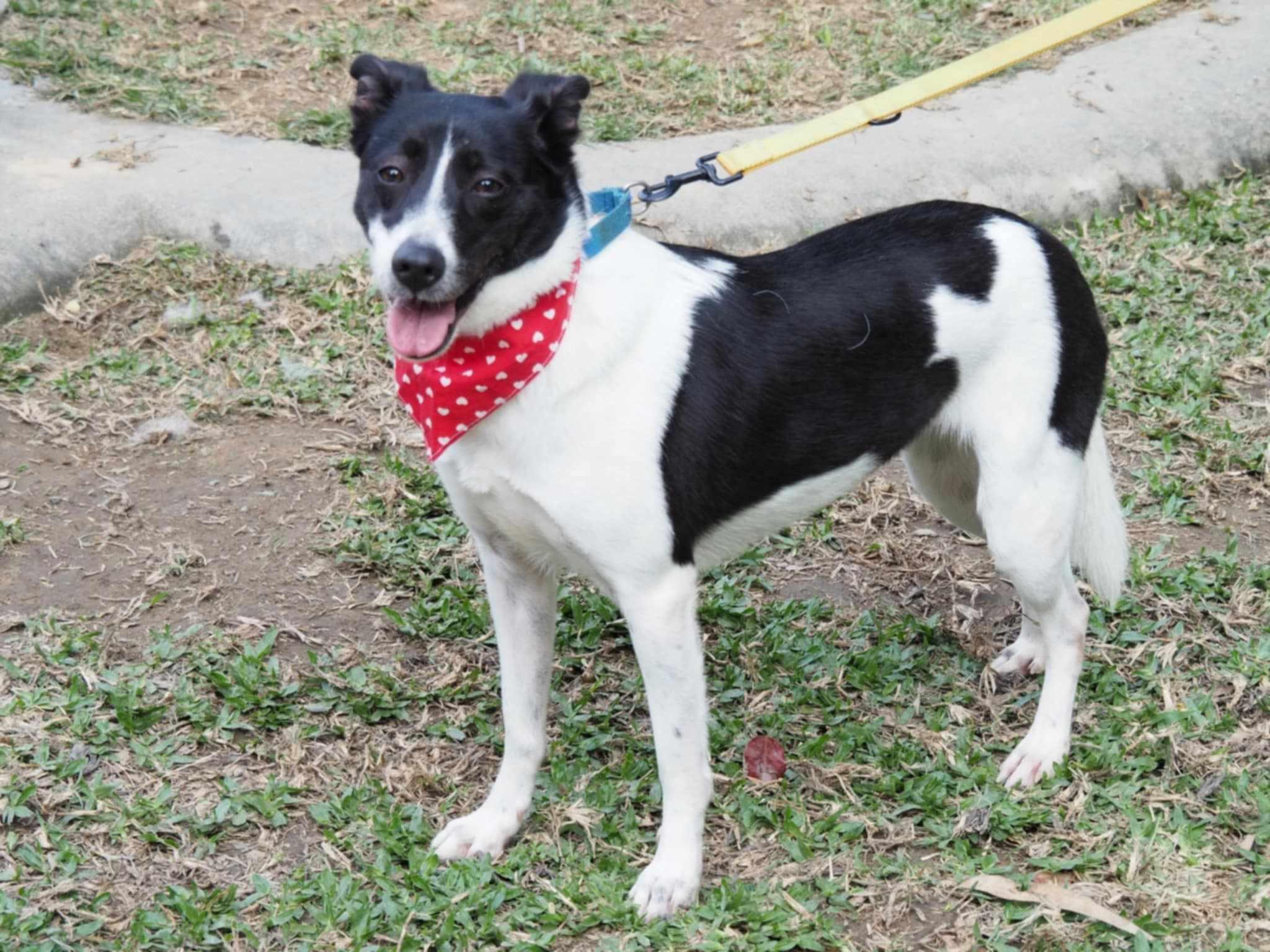 Becca, a Adoptable mixed breed in San Mateo, CA image 4/6