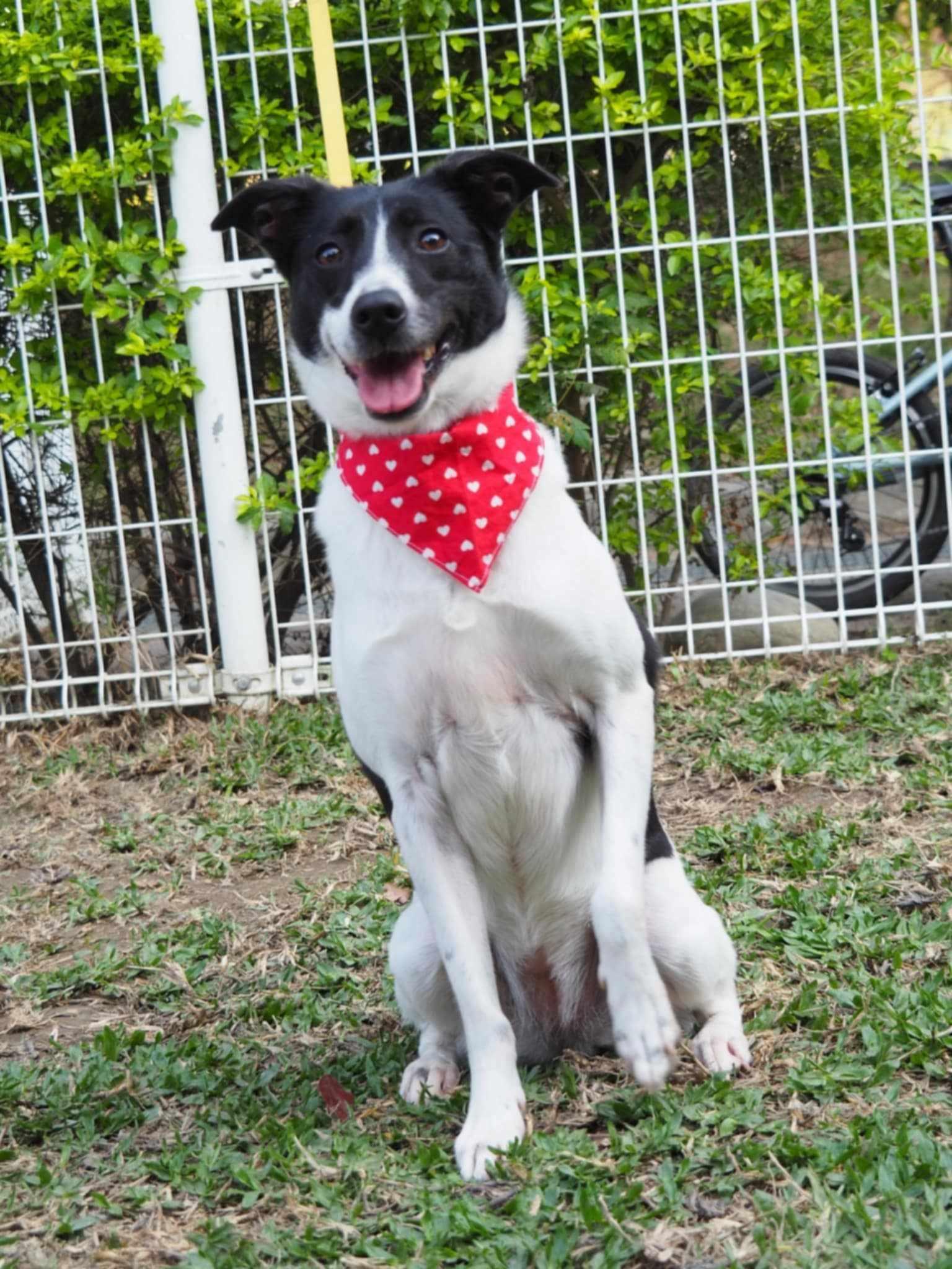 Becca, a Adoptable mixed breed in San Mateo, CA image 5/6