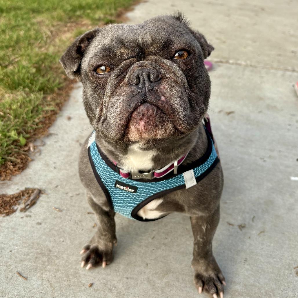 Mia, a Adoptable French Bulldog in Sonoma, CA image 1/5