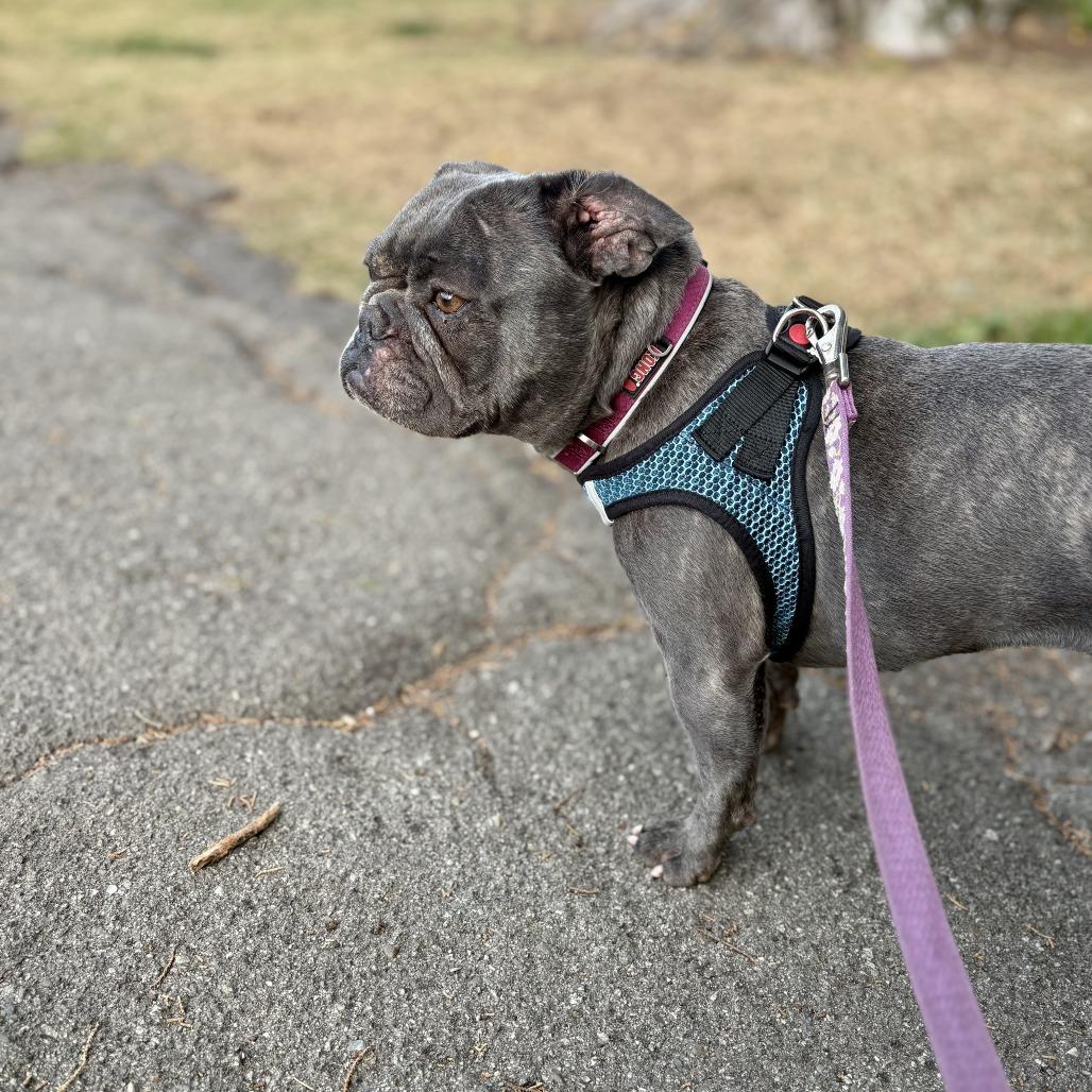 Mia, a Adoptable French Bulldog in Sonoma, CA image 2/5
