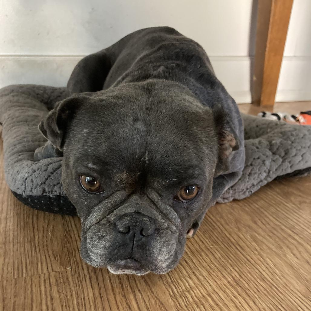 Mia, a Adoptable French Bulldog in Sonoma, CA image 3/5