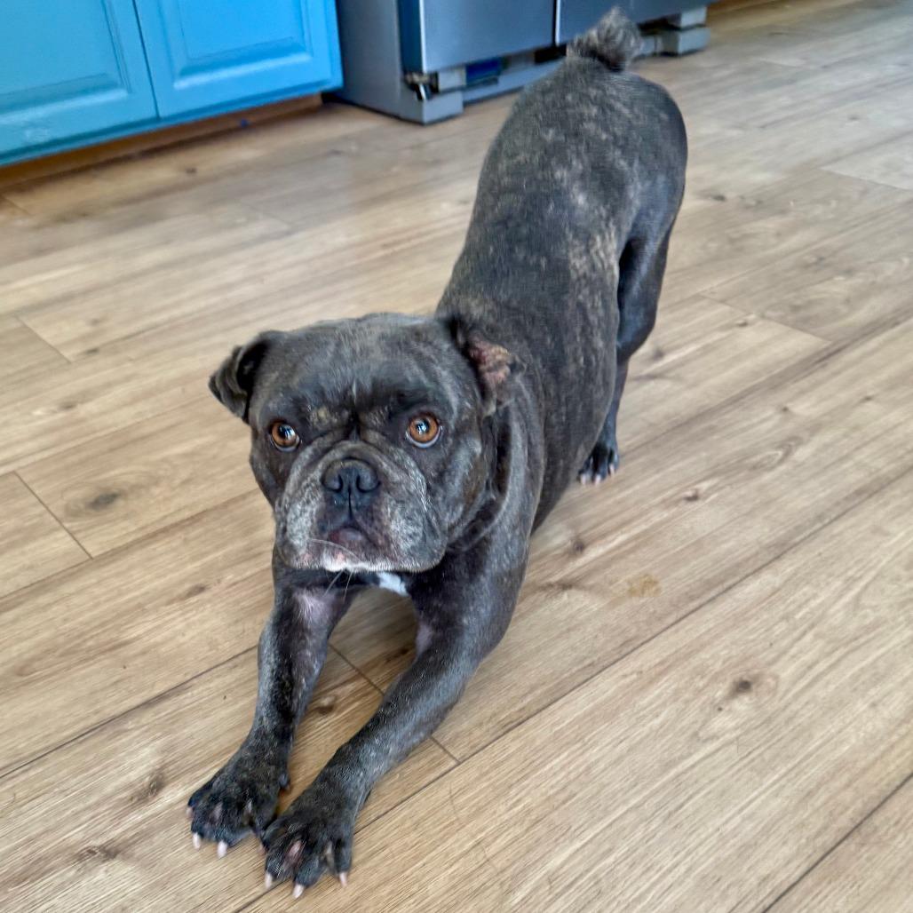 Mia, a Adoptable French Bulldog in Sonoma, CA image 4/5