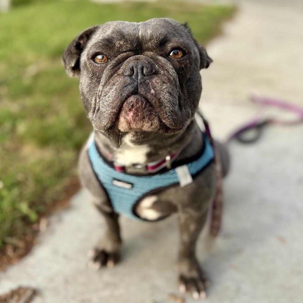 Mia, a Adoptable French Bulldog in Sonoma, CA image 5/5