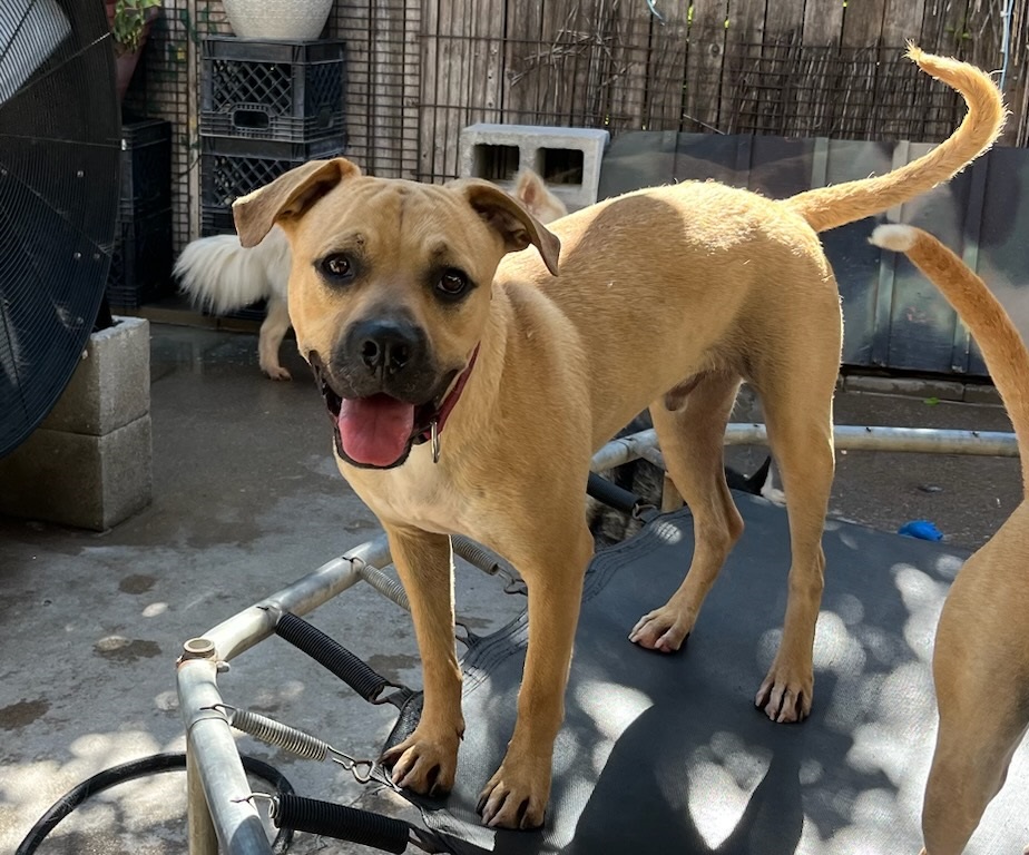 Enlarge Billy, a Adoptable Black Mouth Cur in Dallas, TX image 1/1