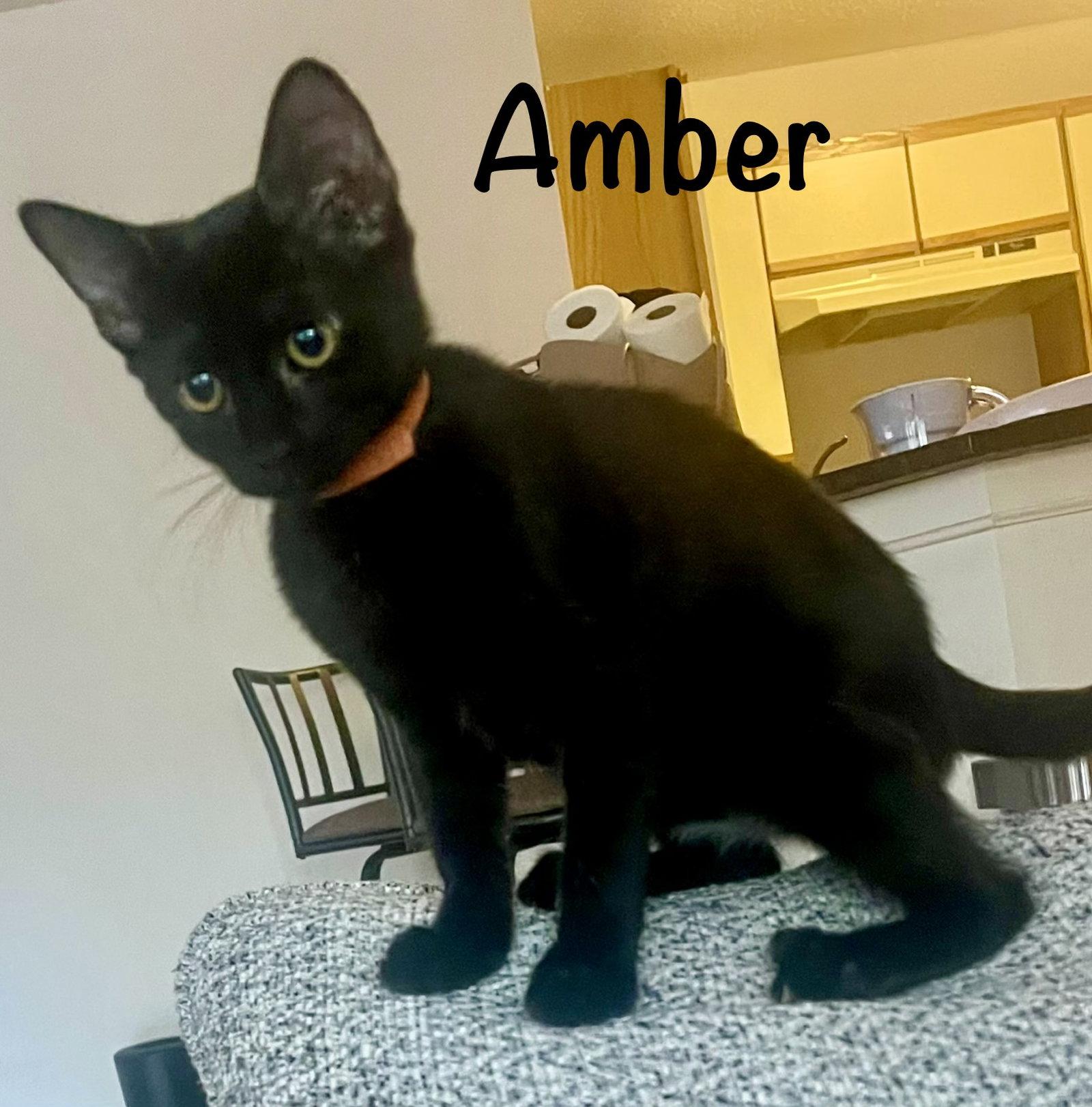 Enlarge Amber, a Adoptable Domestic Short Hair in Reston, VA image 2/3