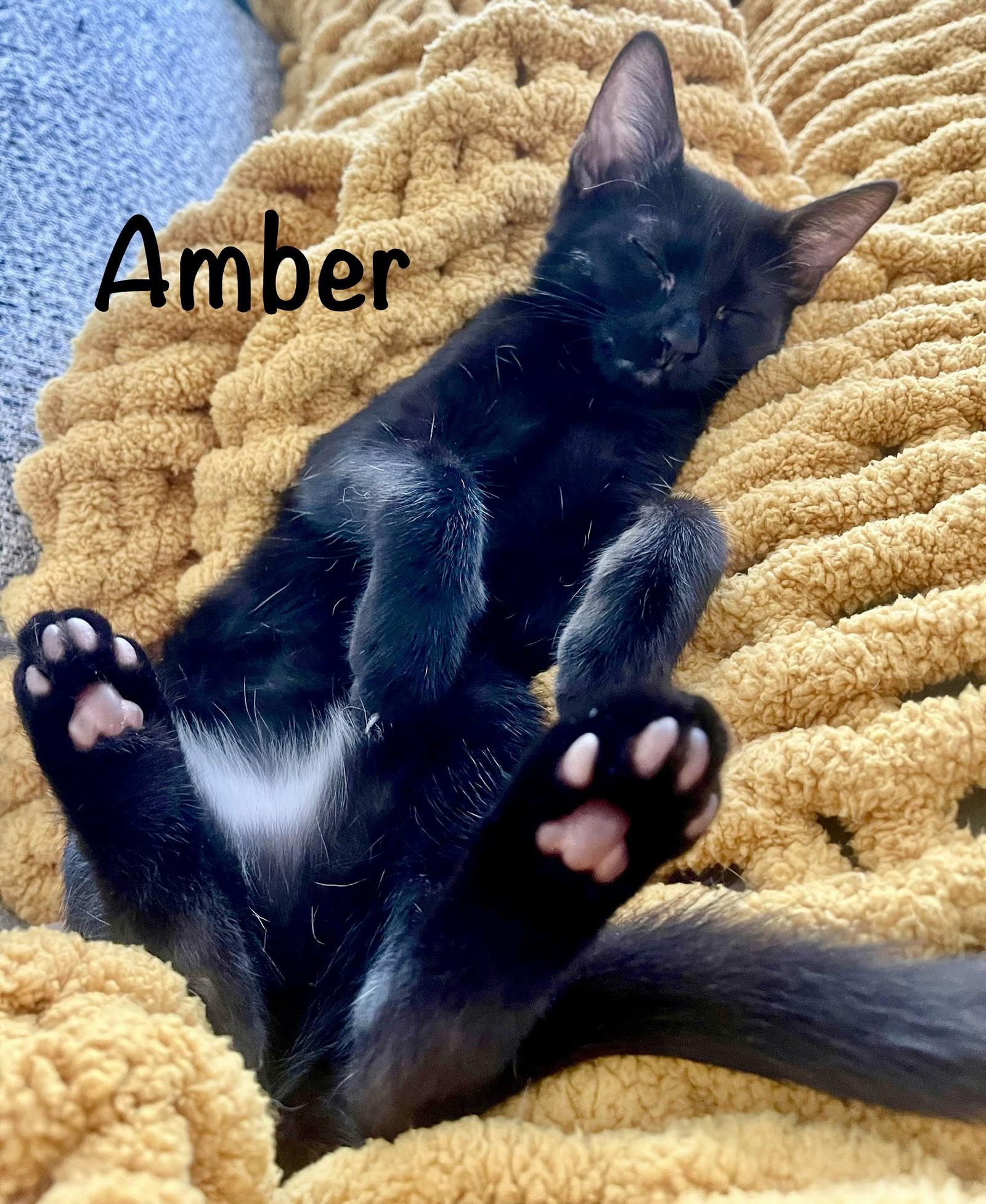Enlarge Amber, a Adoptable Domestic Short Hair in Reston, VA image 1/3