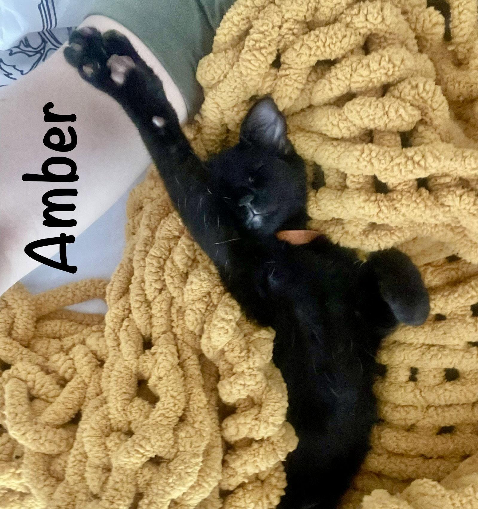 Enlarge Amber, a Adoptable Domestic Short Hair in Reston, VA image 3/3
