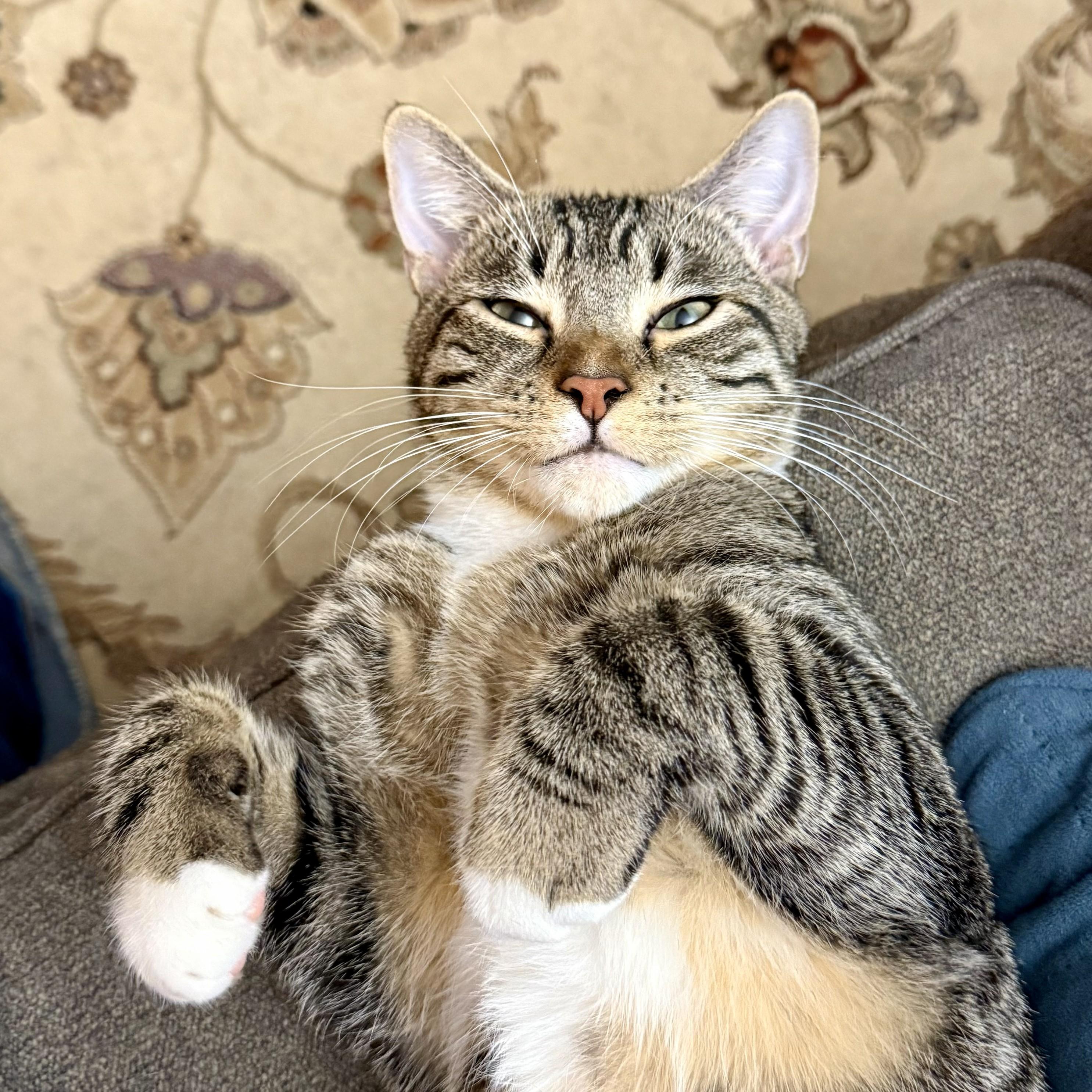 Mr. Green, an adopted Domestic Short Hair in Forest Hills, NY image 4/6