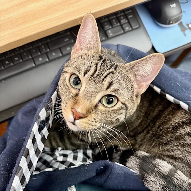 Mr. Green, an adopted Domestic Short Hair in Forest Hills, NY image 5/6