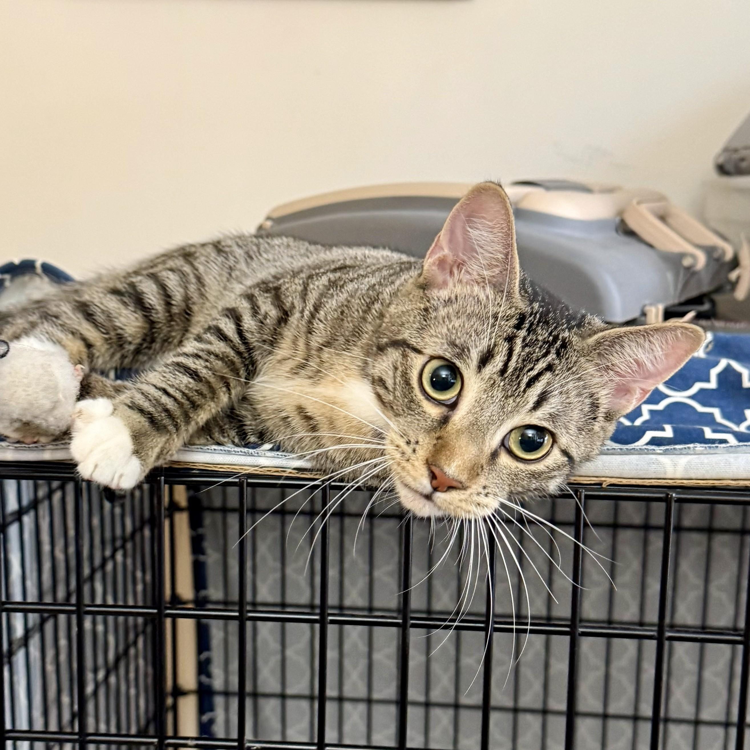 Mr. Green, an adopted Domestic Short Hair in Forest Hills, NY image 2/6