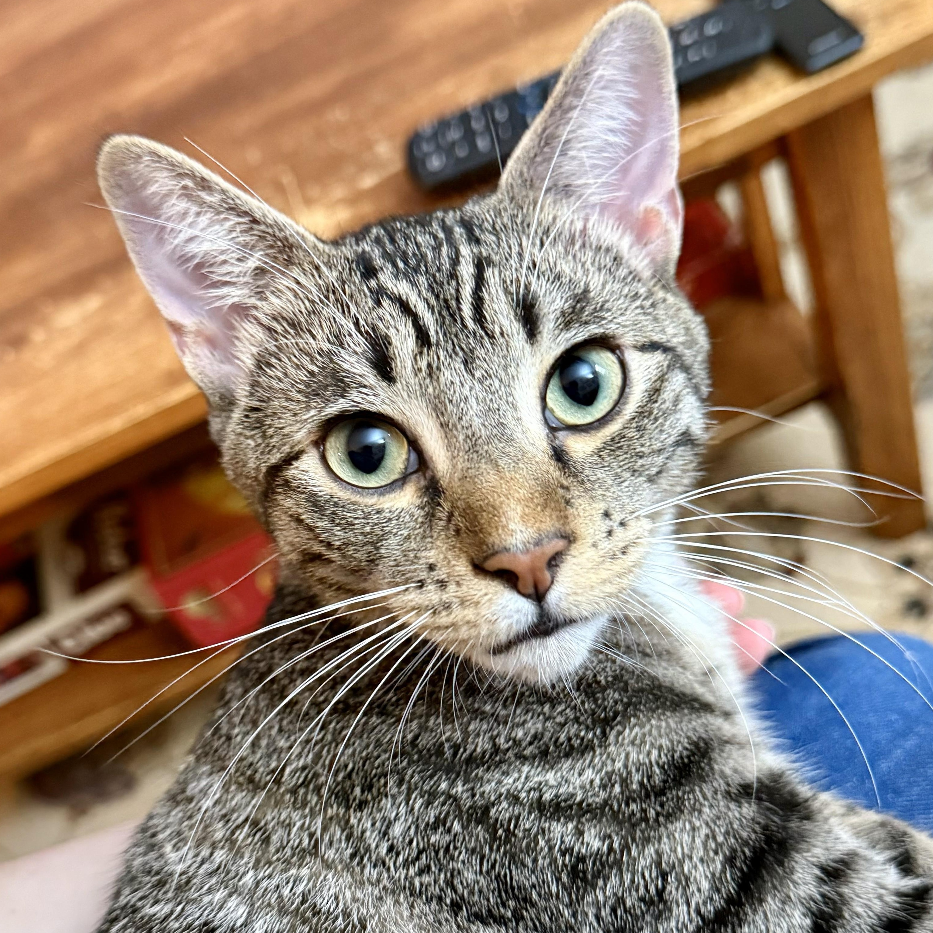 Mr. Green, an adopted Domestic Short Hair in Forest Hills, NY image 1/6