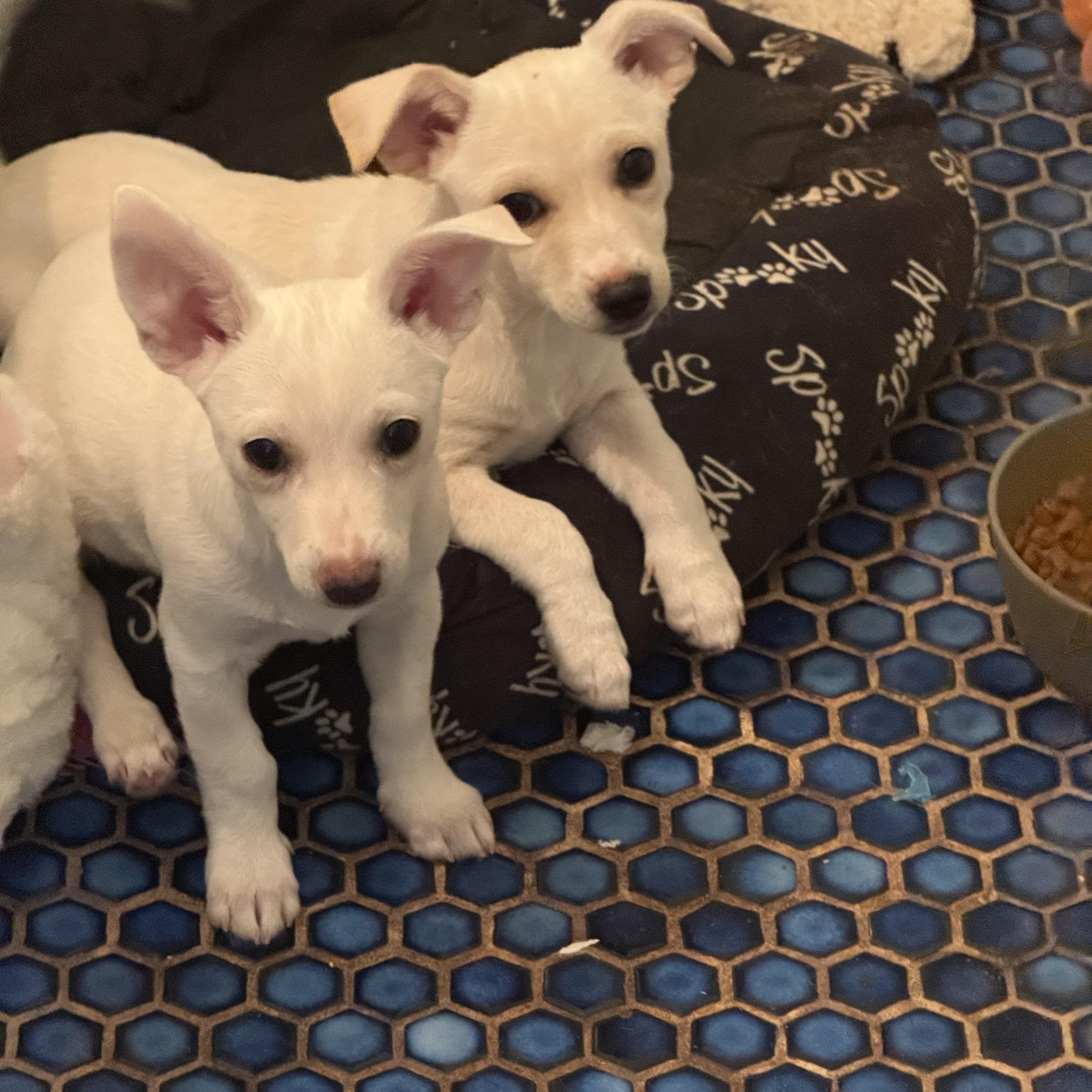 Pete and Re-Pete, a Adoptable Chihuahua in Los Angeles, CA image 2/3