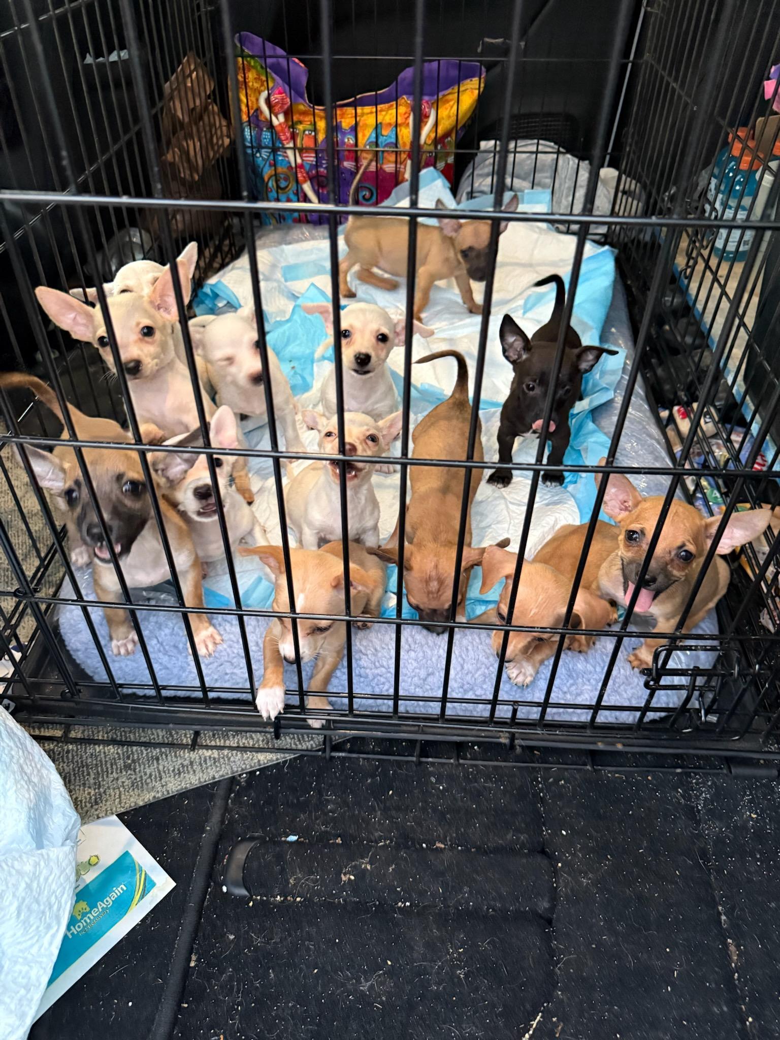 Pete and Re-Pete, a Adoptable Chihuahua in Los Angeles, CA image 3/3