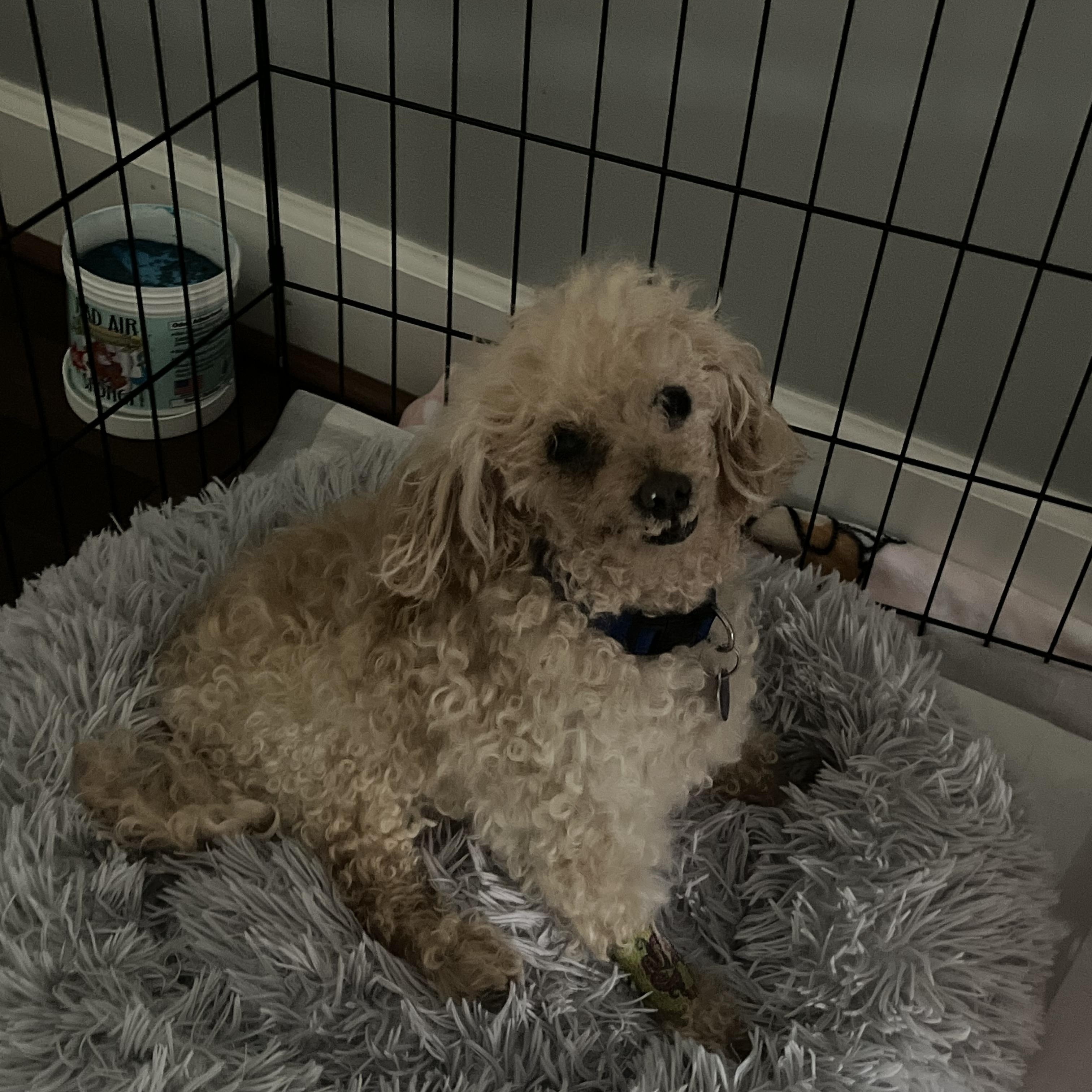 Enlarge Albie, a Adoptable Poodle (Toy) in Rockville, MD image 3/5