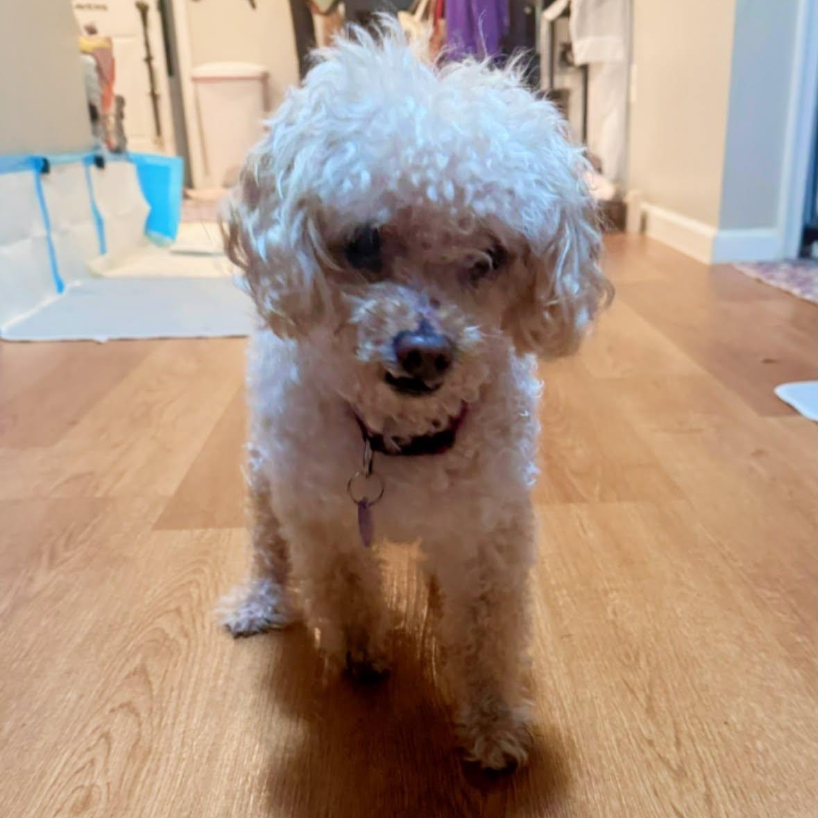 Enlarge Albie, a Adoptable Poodle (Toy) in Rockville, MD image 2/5