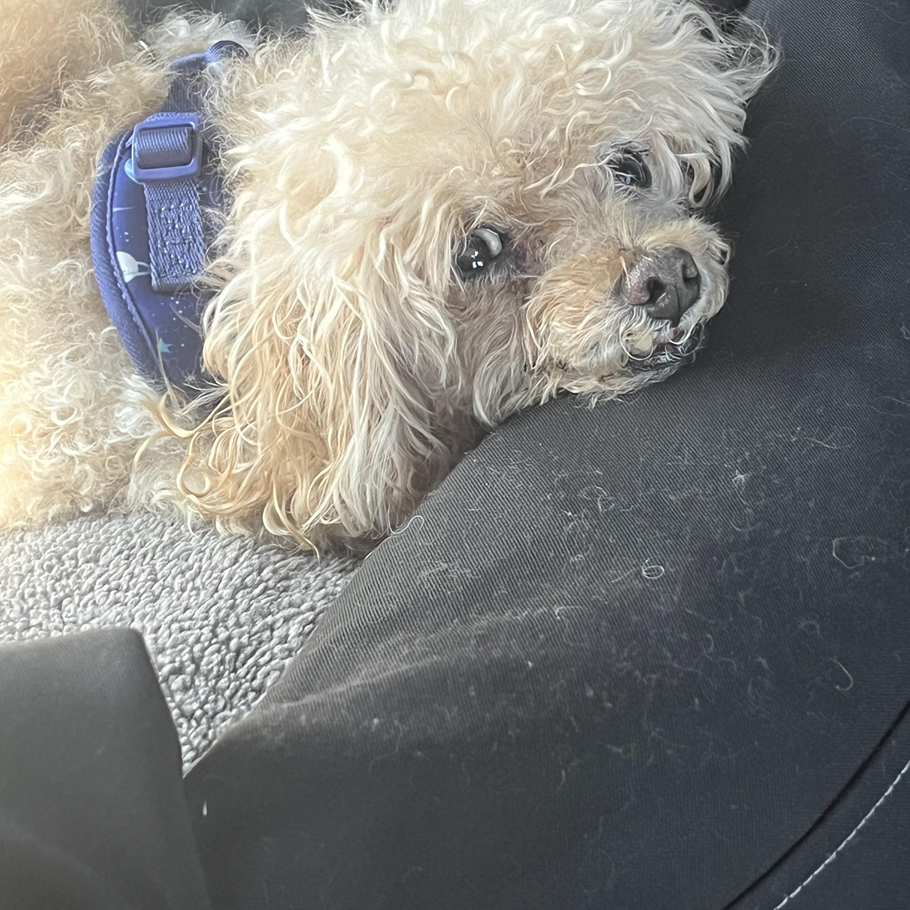 Enlarge Albie, a Adoptable Poodle (Toy) in Rockville, MD image 4/5
