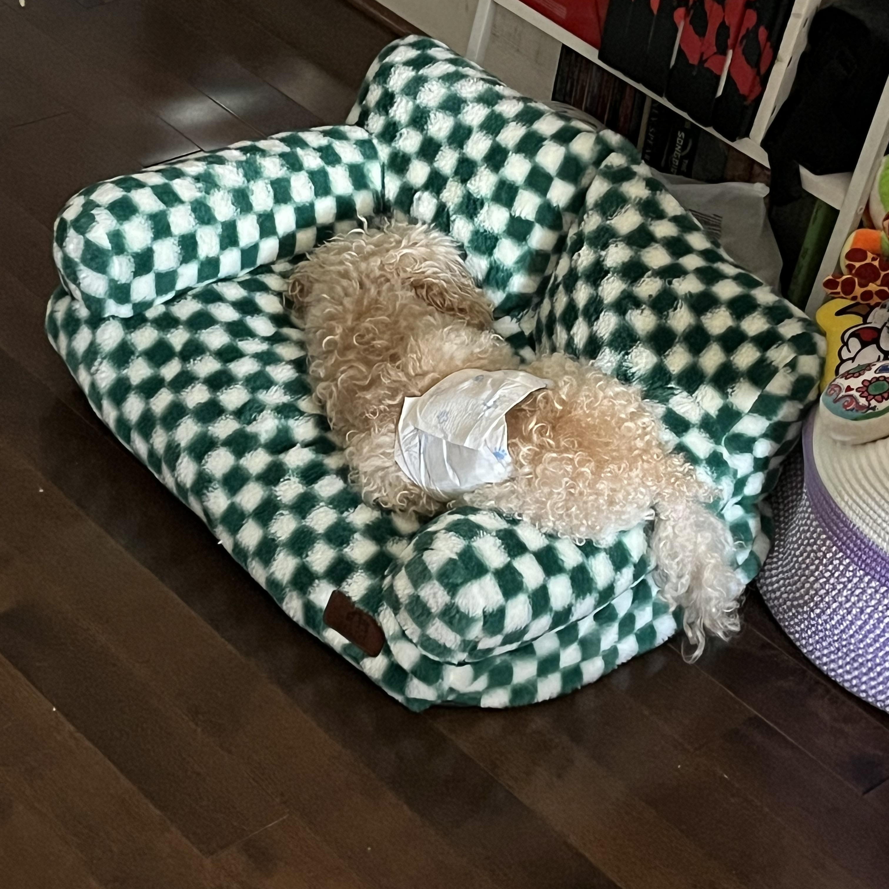 Enlarge Albie, a Adoptable Poodle (Toy) in Rockville, MD image 5/5