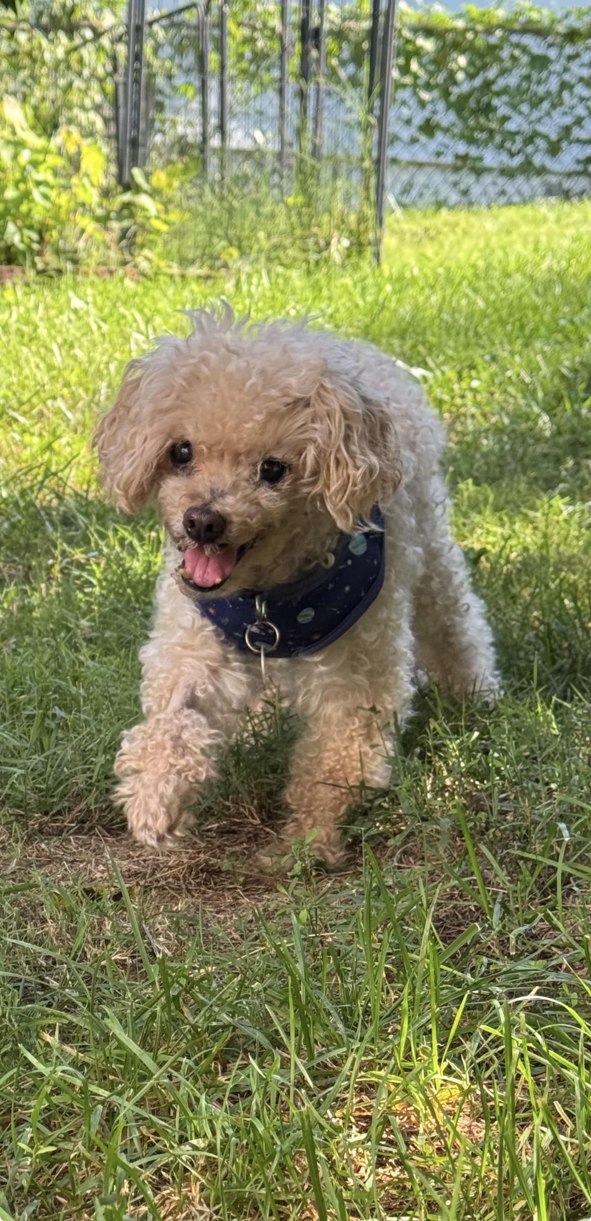 Albie, Adoptable, Senior Male Poodle (Toy).