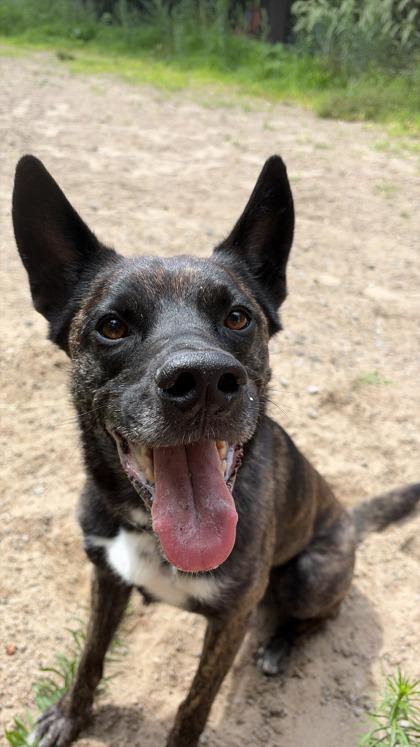 Spyro, a Adoptable mixed breed in Montreal, QC image 1/3
