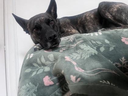 Spyro, a Adoptable mixed breed in Montreal, QC image 2/3