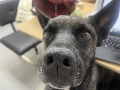 Spyro, a Adoptable mixed breed in Montreal, QC image 3/3