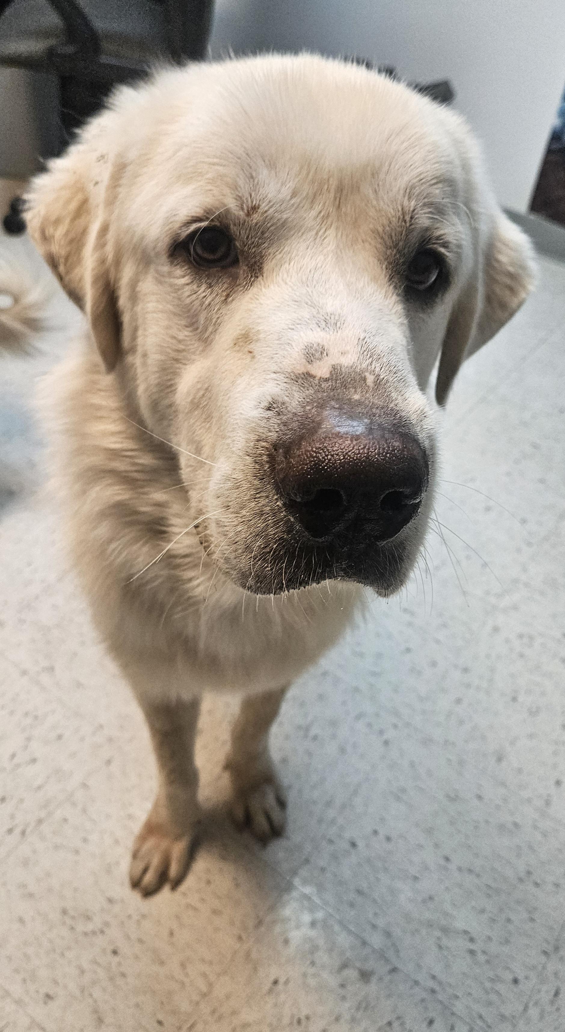 Ricky, Adoptable, Adult Male Great Pyrenees.