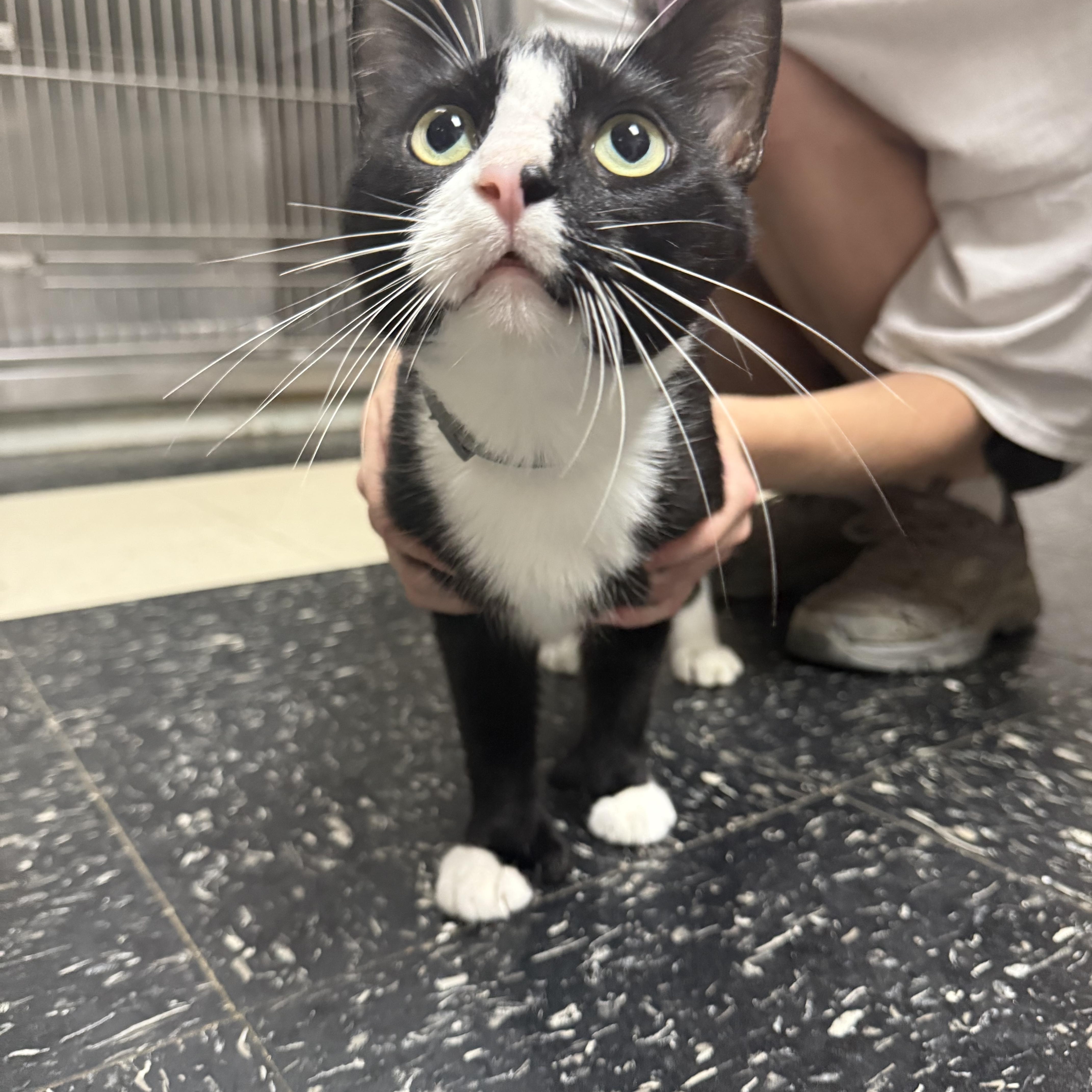 Seraphina, Adoptable, Young Female Domestic Short Hair.