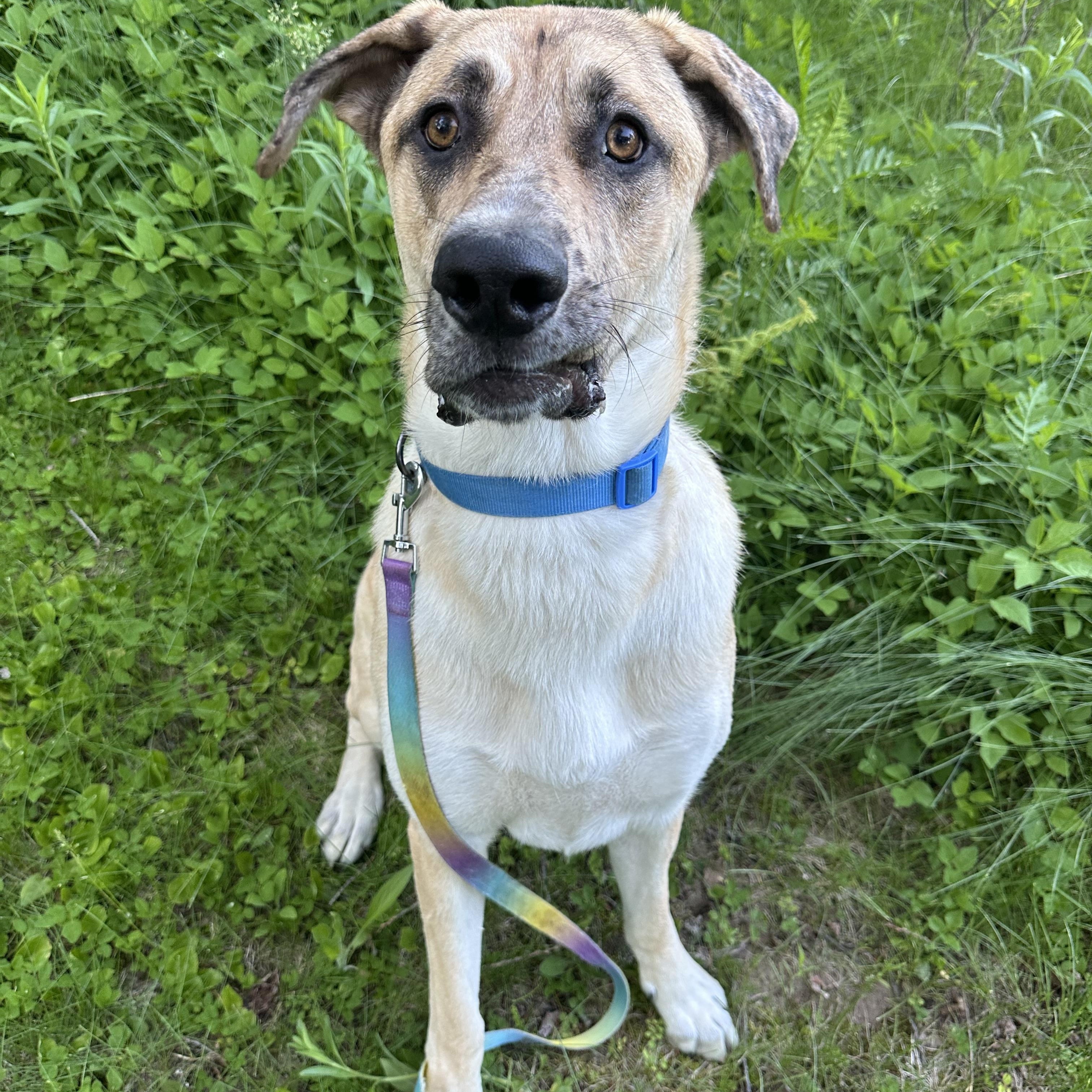 Monty, ADOPTABLE, Adult Male Great Dane & German Shepherd Dog.